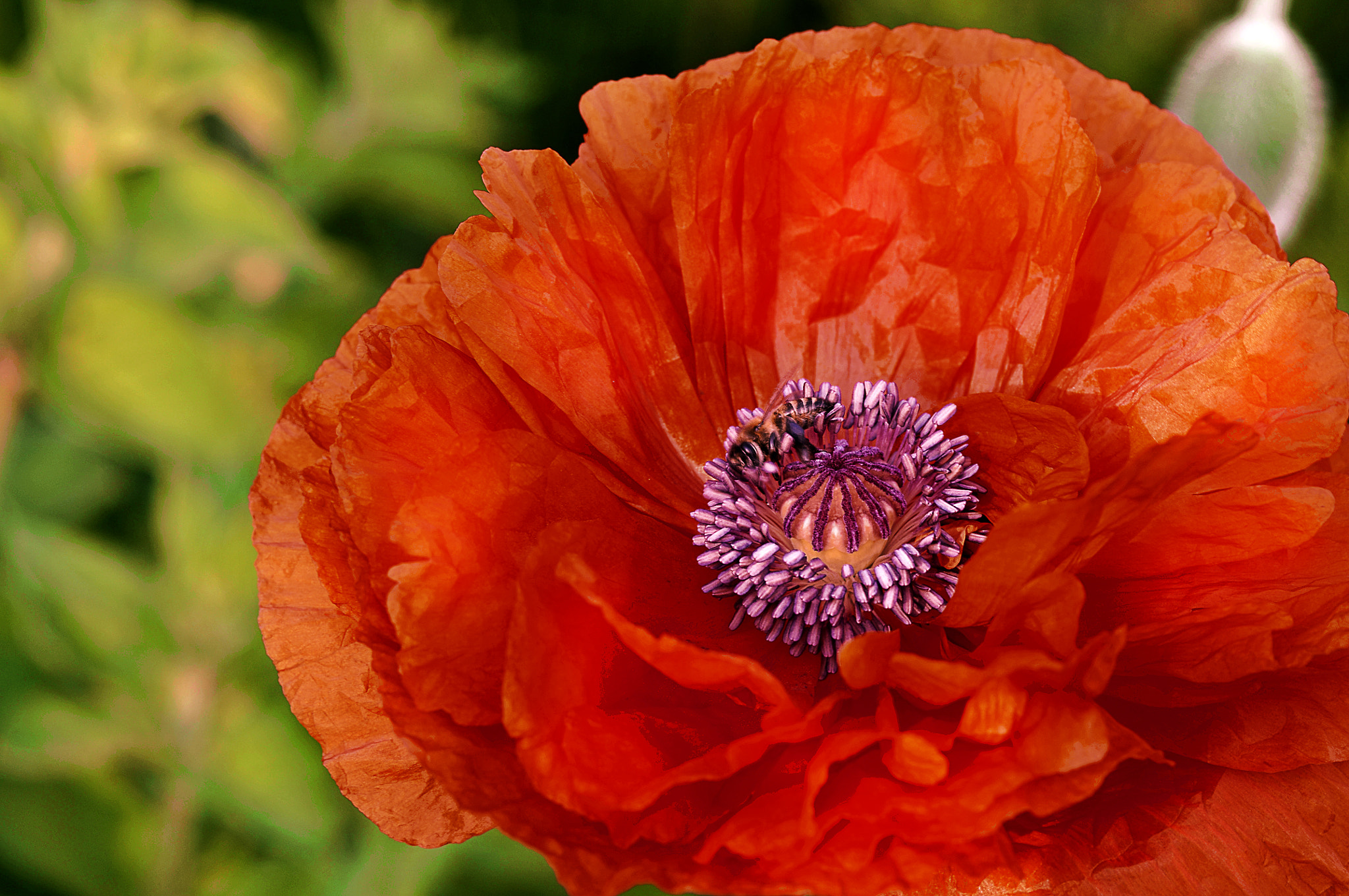 Nikon D300 + AF Micro-Nikkor 105mm f/2.8 sample photo. Красные маки photography