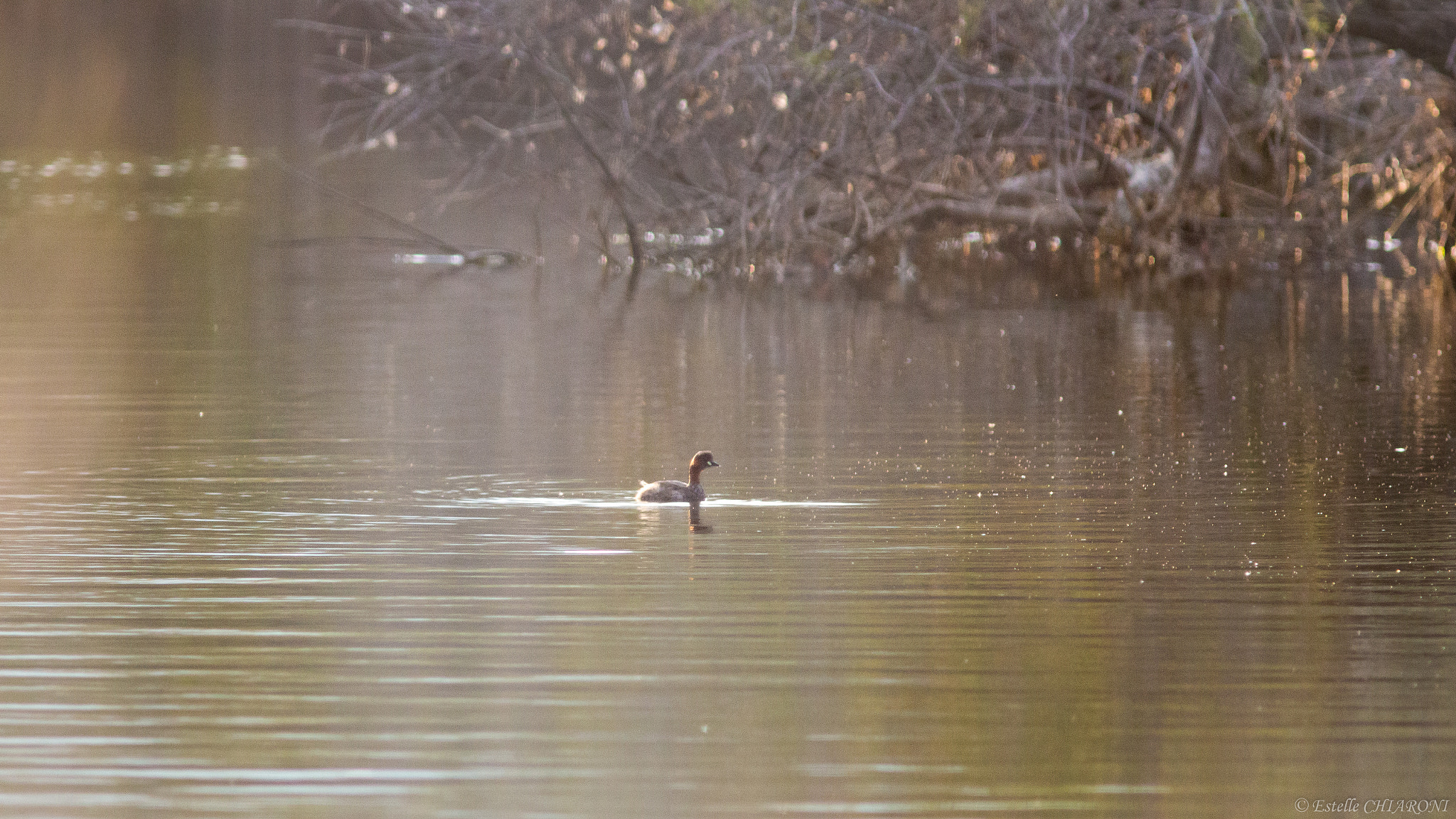 Canon EF 300mm F4L IS USM sample photo. 13032016-_mg_2276.jpg photography