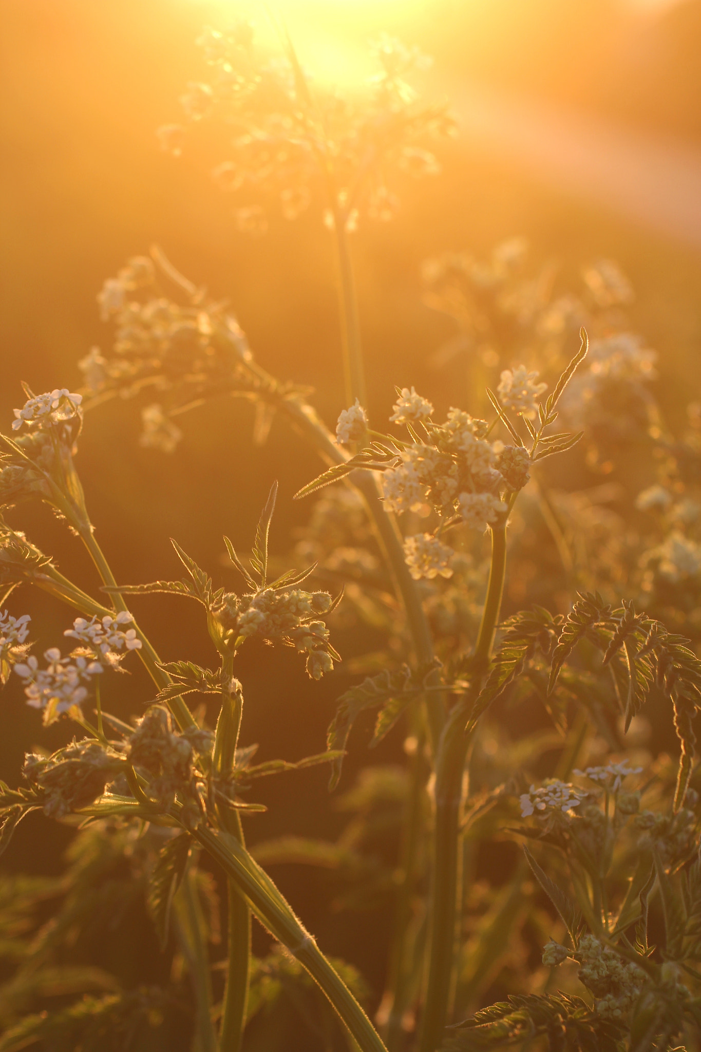 Canon EOS 60D + Canon EF 50mm F2.5 Macro sample photo. Orange photography
