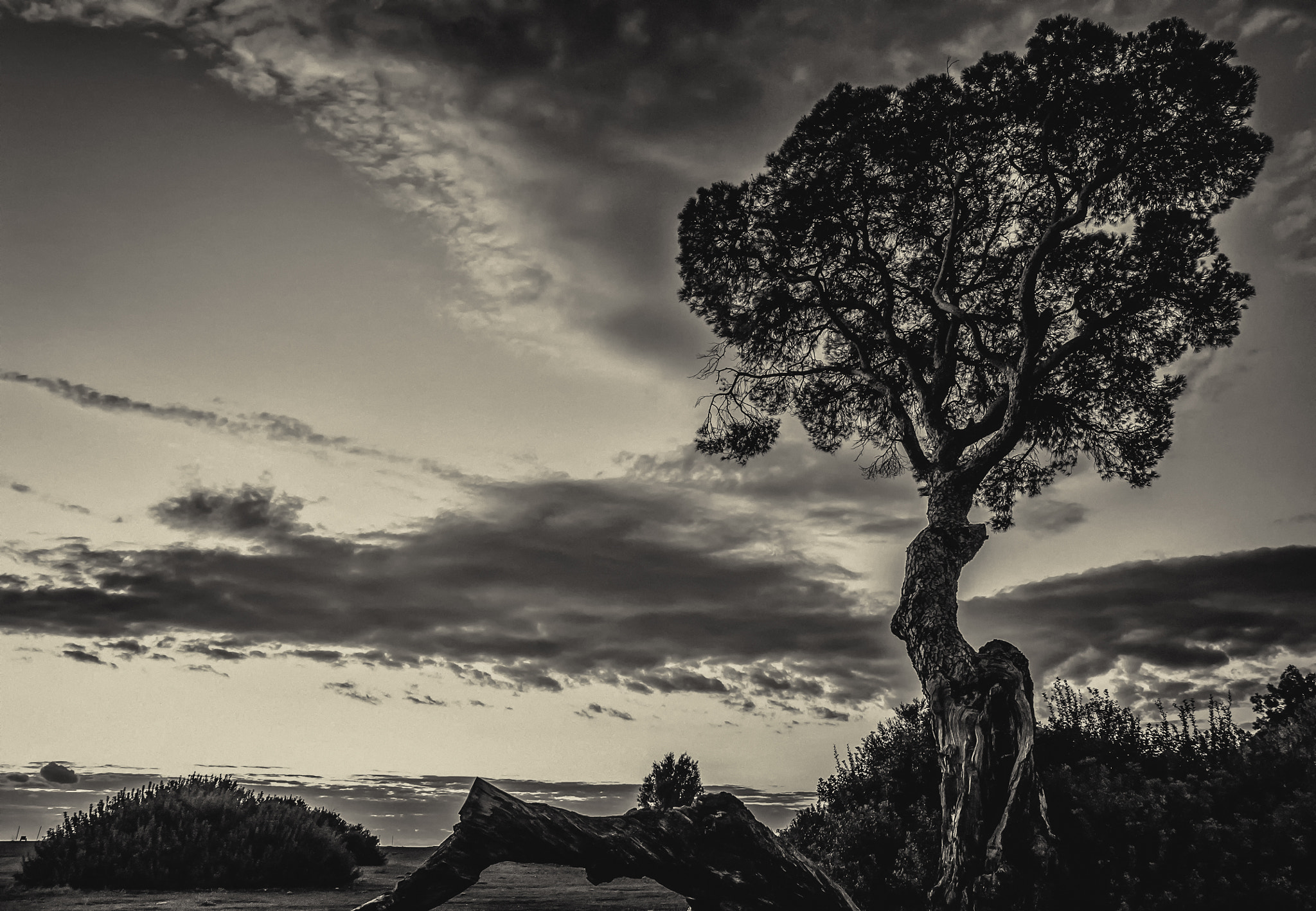 Olympus Zuiko Digital ED 12-60mm F2.8-4.0 SWD sample photo. Proudly presenting: her majesty the pinetree photography