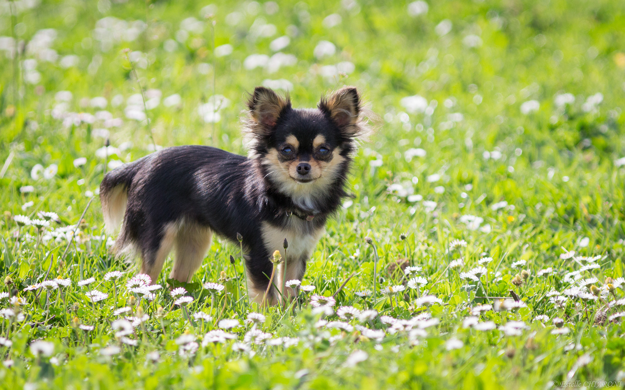 Canon EF 300mm F4L IS USM sample photo. 03042016-_mg_2363.jpg photography