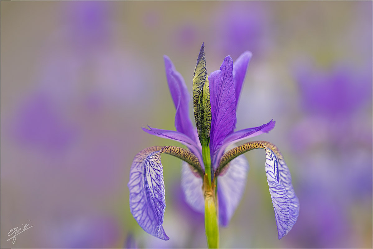 Sigma 150mm F2.8 EX DG OS Macro HSM sample photo. Iris photography