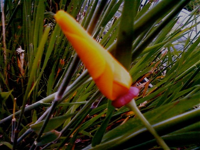 Samsung GT-E2550 sample photo. California poppies which grow at our allotment, th ... photography