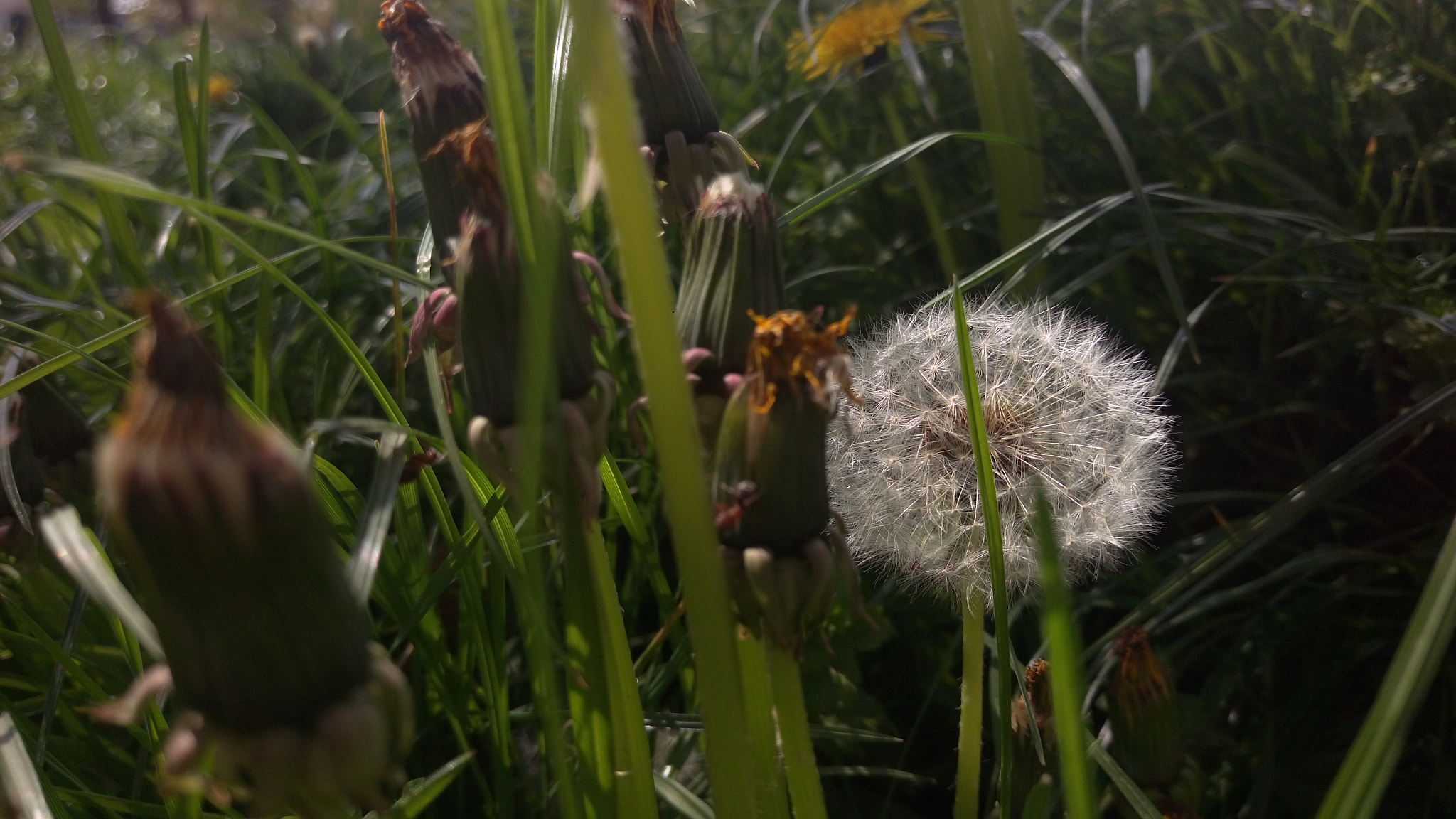 HTC ONE M9PLUS sample photo