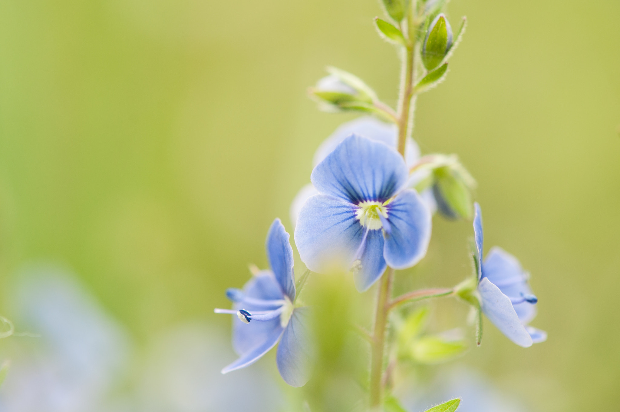 Nikon AF-S DX Micro-Nikkor 85mm F3.5G ED VR sample photo. Blue flower photography