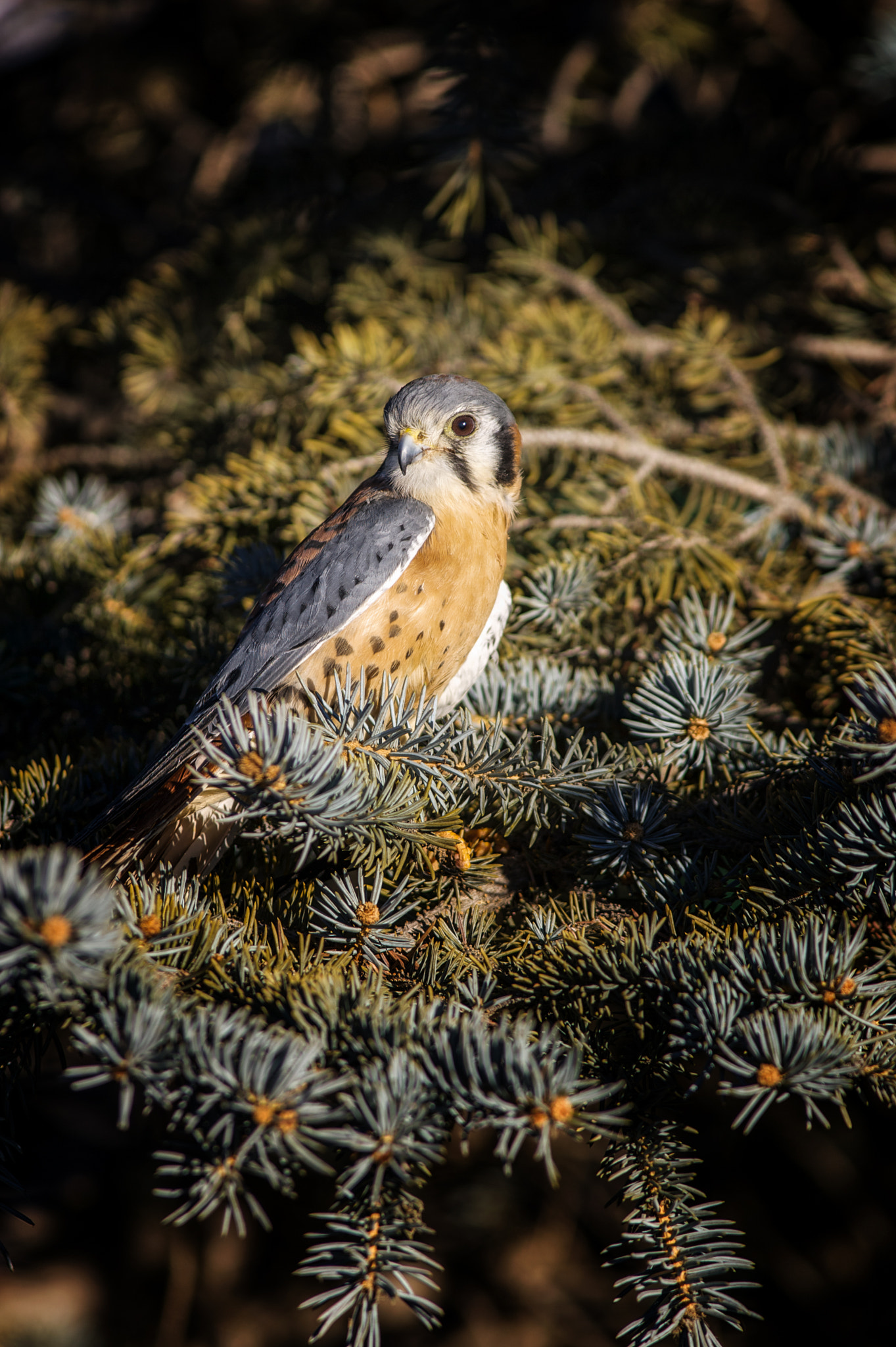 Canon EF 300mm F4L IS USM sample photo. American kestrel by jim crotty photography