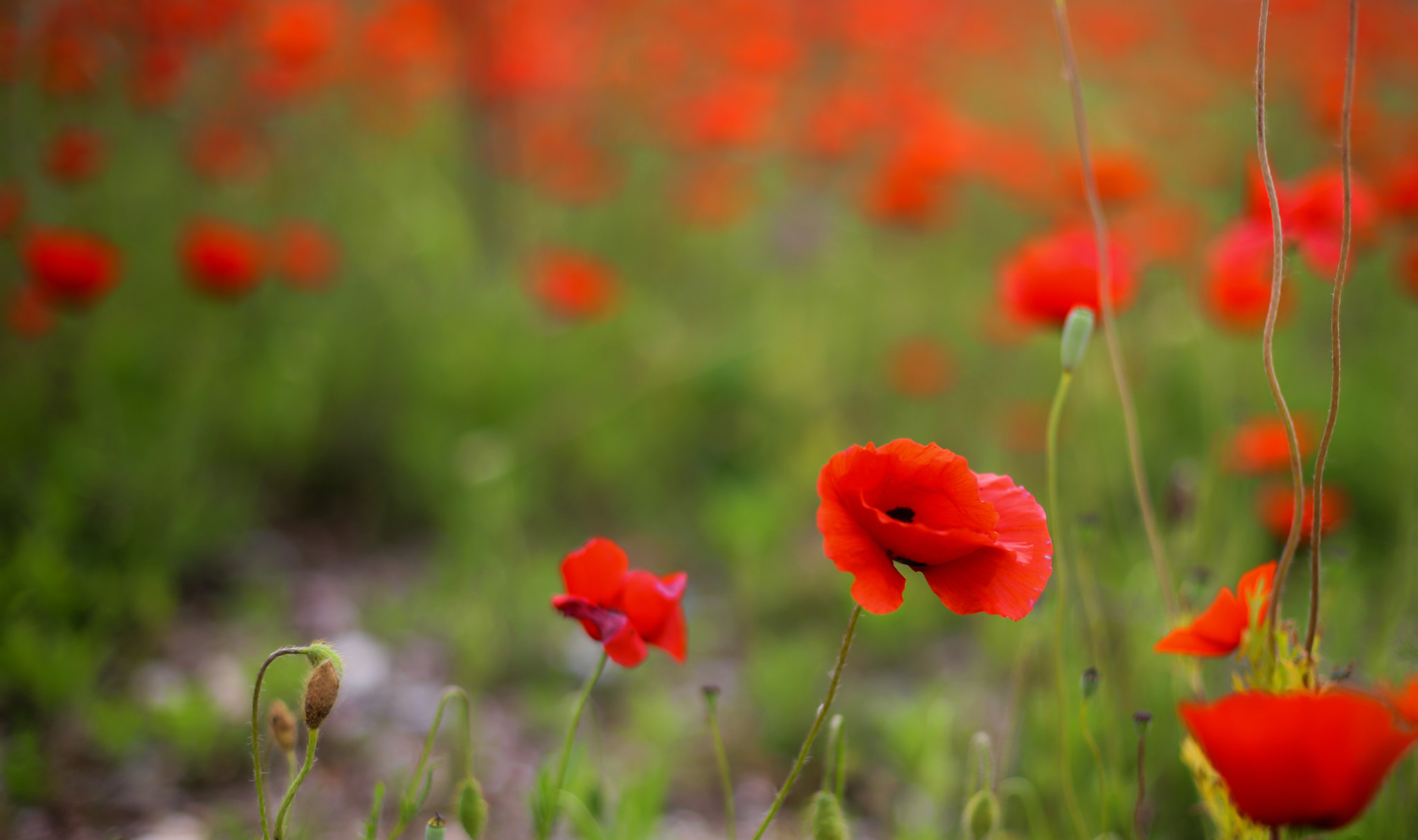 Canon EOS-1Ds Mark III sample photo. Poppy paint 2 photography