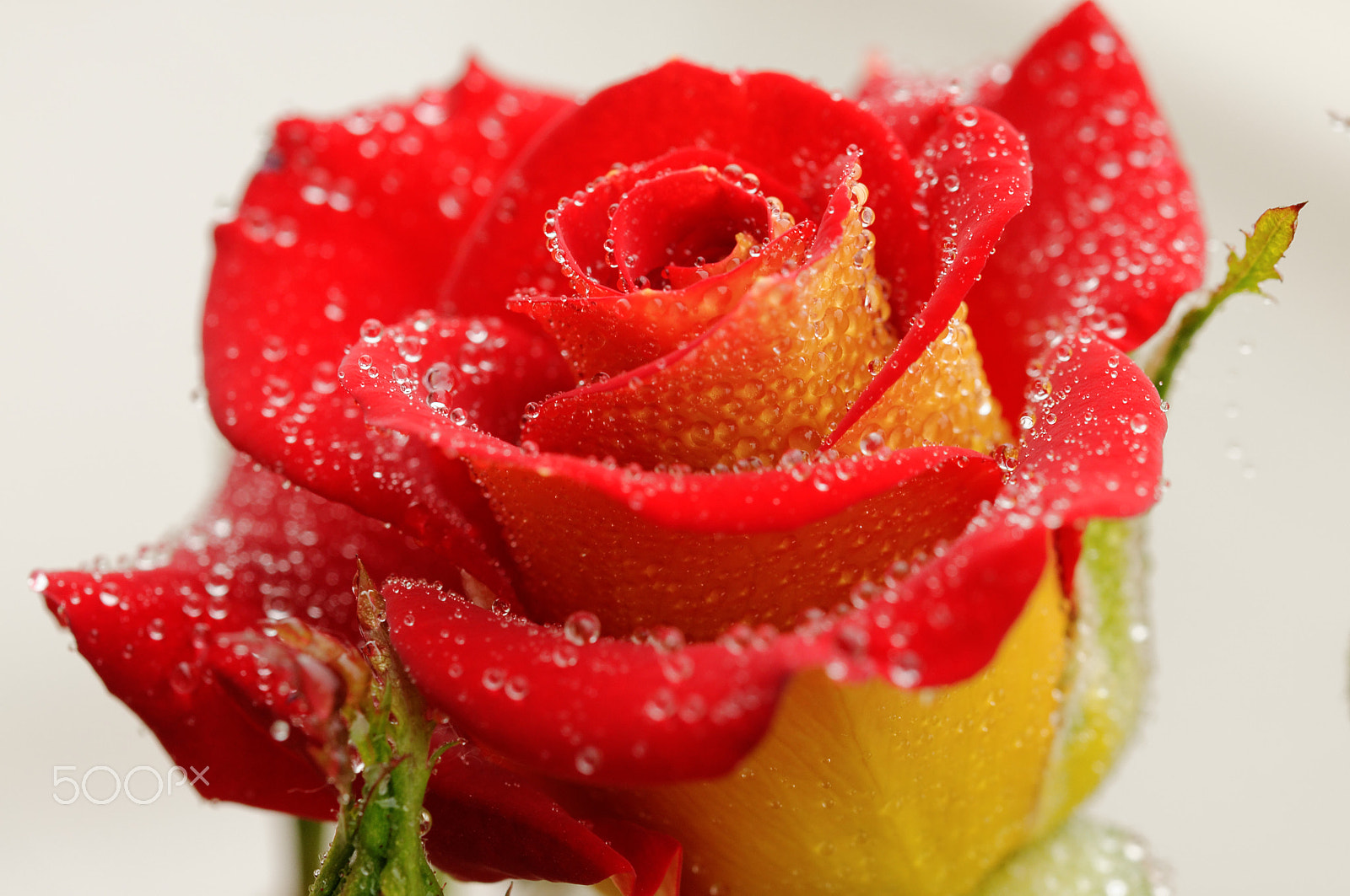 Nikon AF-S Micro-Nikkor 60mm F2.8G ED sample photo. Ketchup & mustard photography
