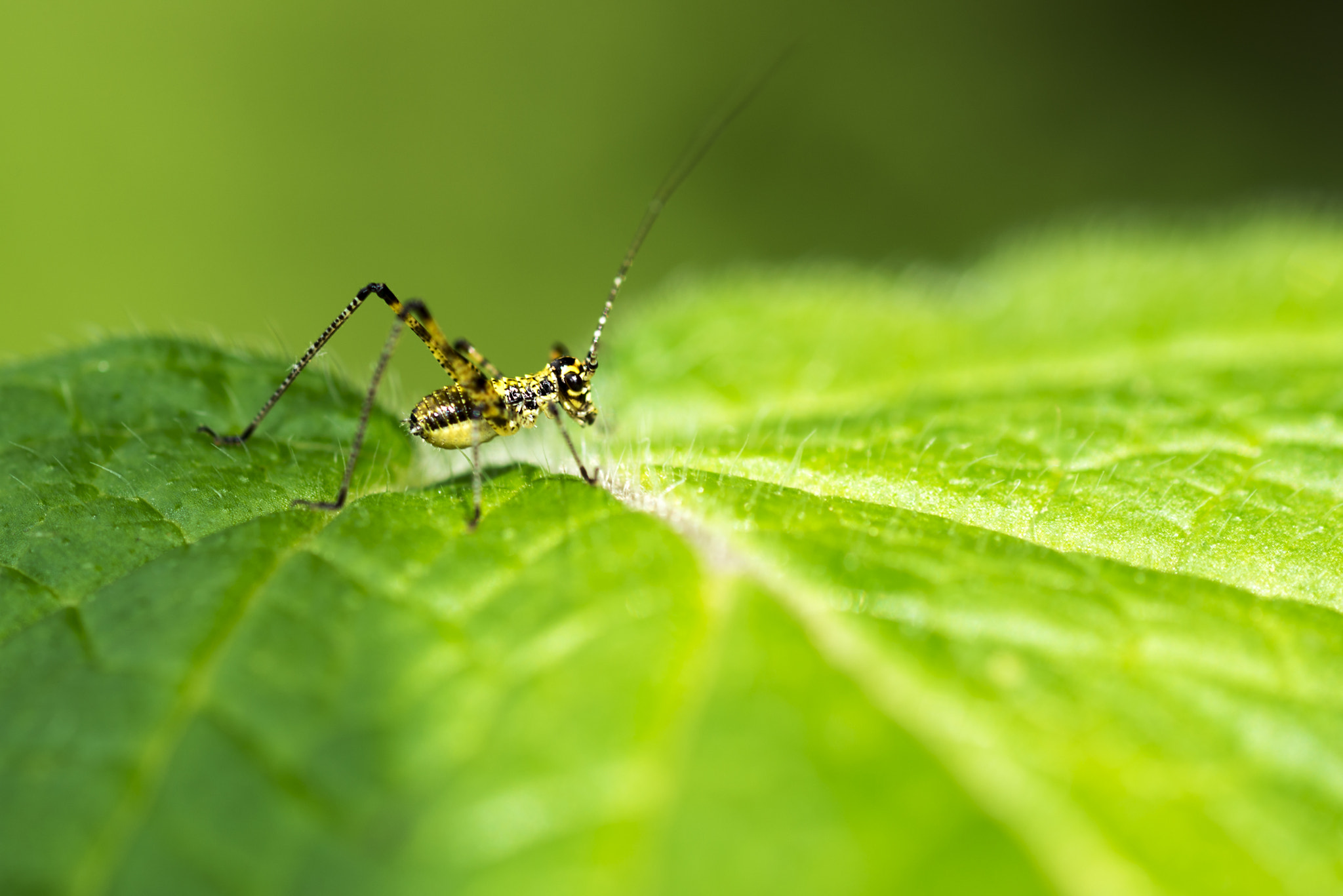 Nikon D800E sample photo. Small grasshopper on leaf photography