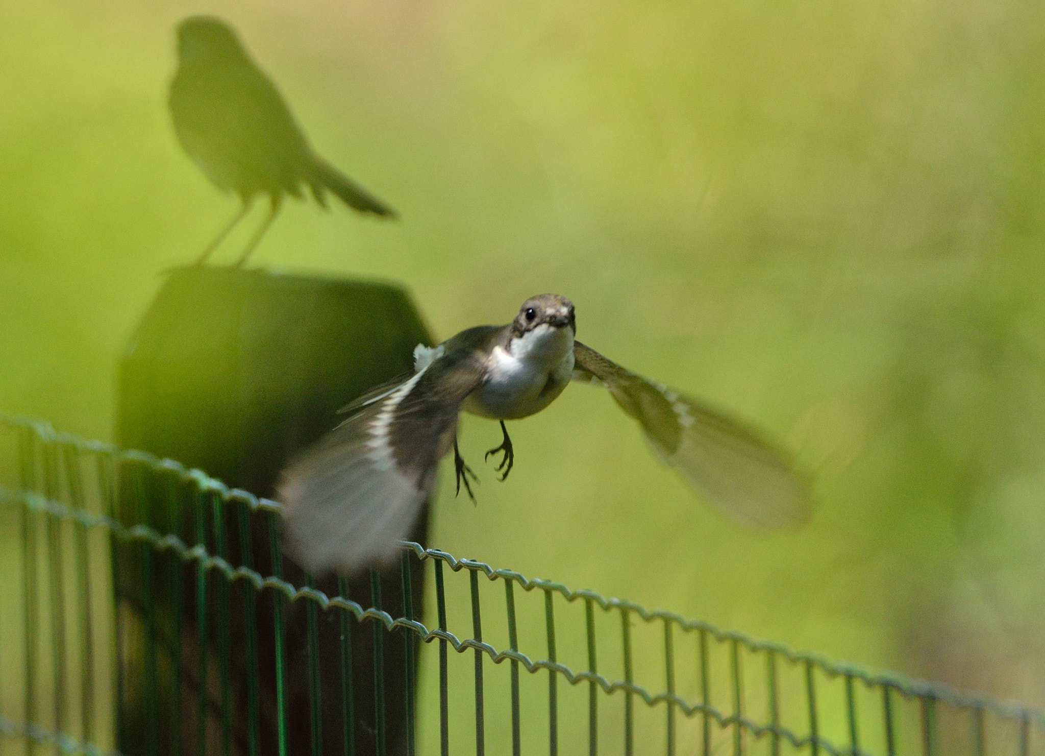 AF-S Nikkor 600mm f/4D IF-ED sample photo. Trading places.... photography