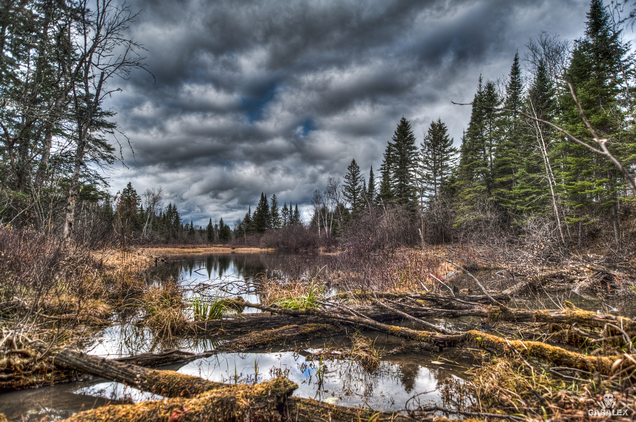 Sigma 17-35mm F2.8-4 EX Aspherical sample photo. Swamp photography