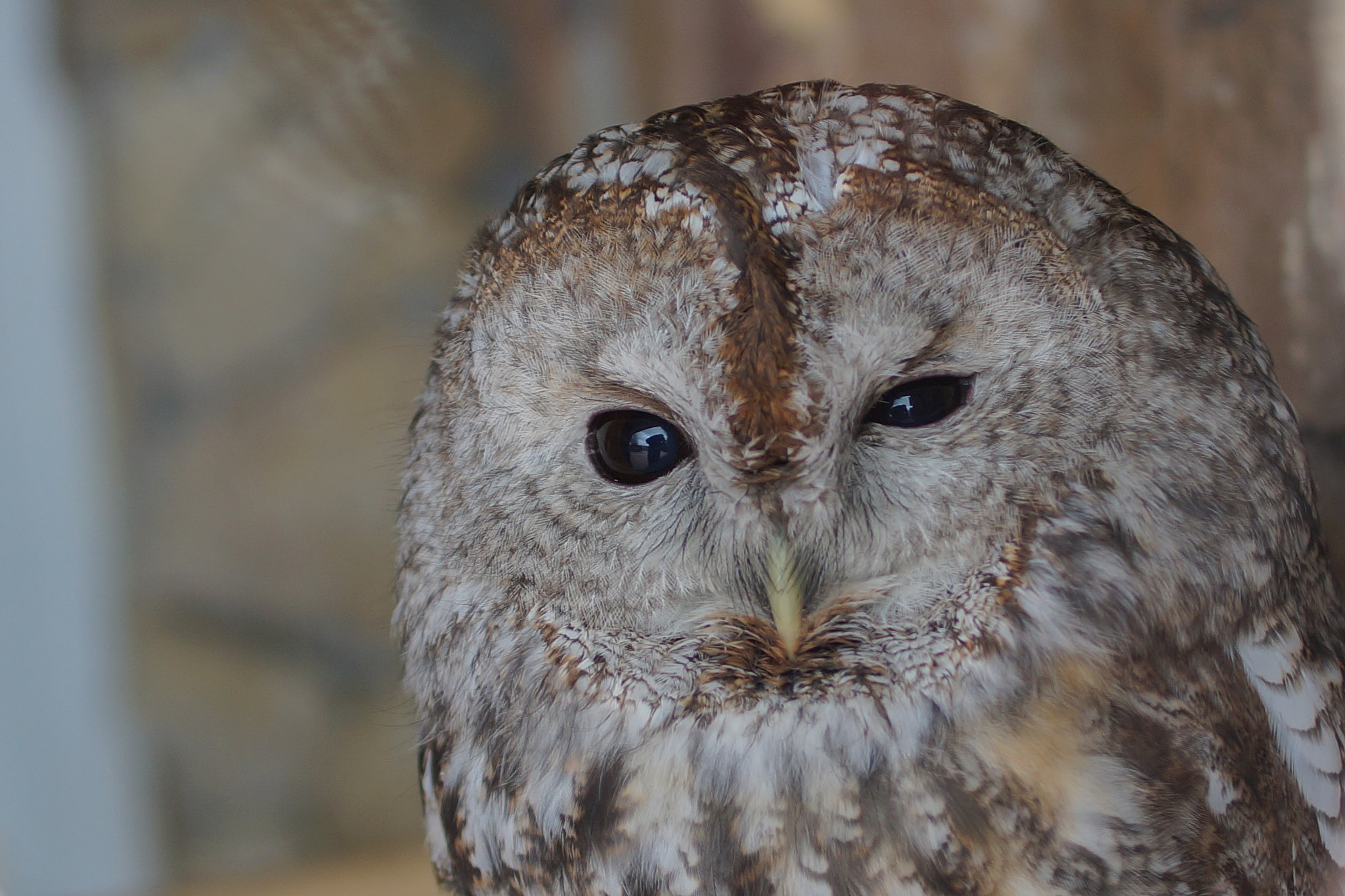 Sony SLT-A58 + Sony DT 35mm F1.8 SAM sample photo. Owl in saint-petersburg zoo photography