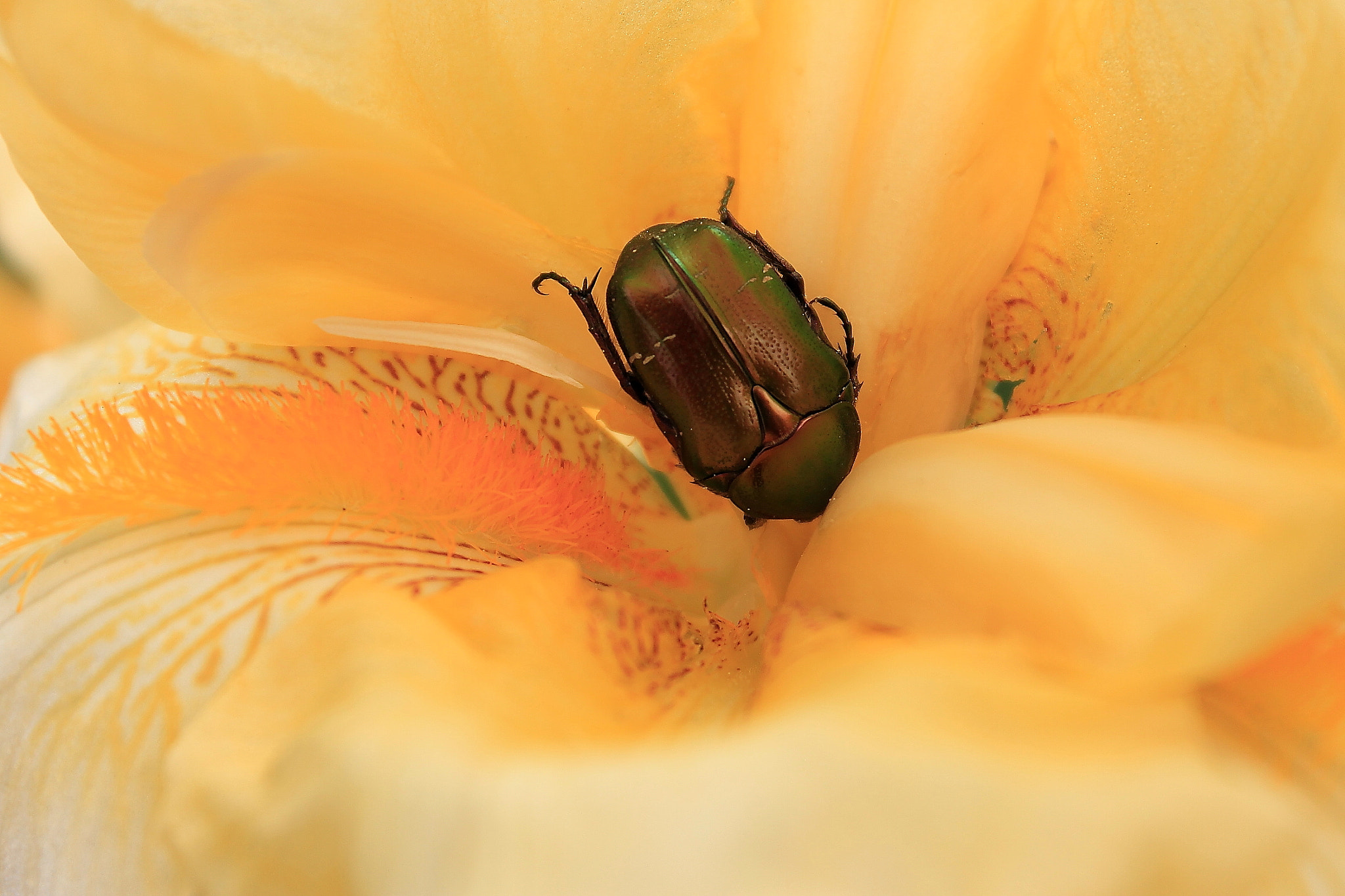 Canon EF-S 18-55mm F3.5-5.6 IS II sample photo. Maggiolino photography