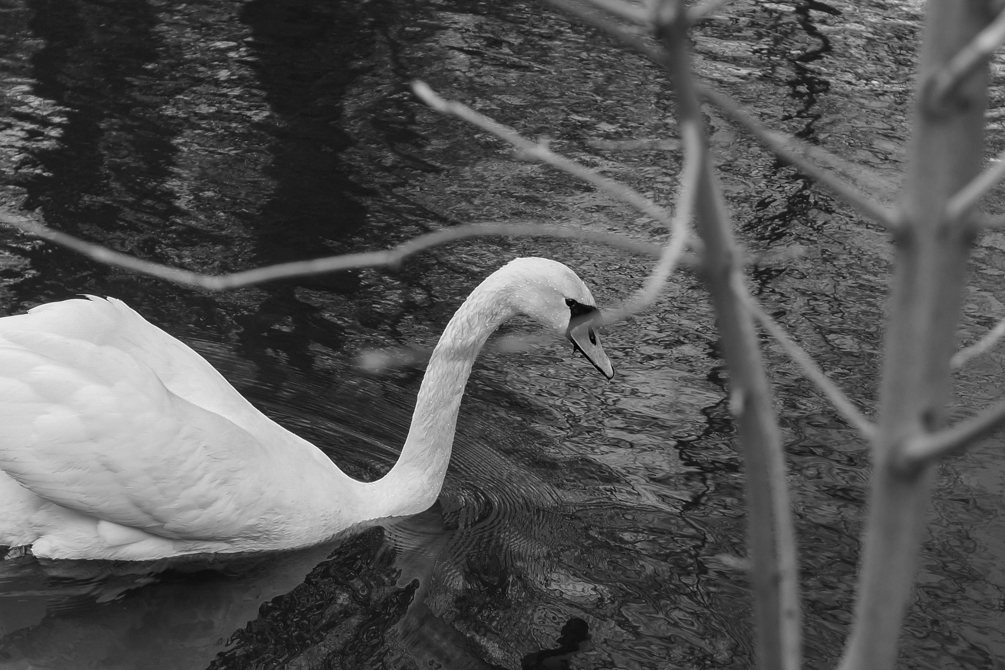 Sony SLT-A58 + Sony DT 35mm F1.8 SAM sample photo. Swan in saint-petersburg zoo photography