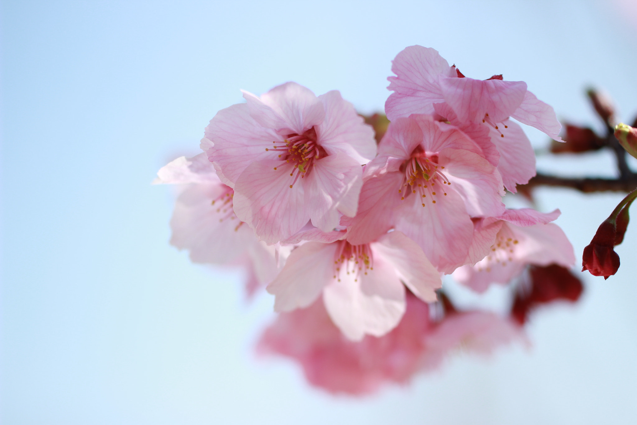 Canon EOS 600D (Rebel EOS T3i / EOS Kiss X5) + Tamron SP AF 60mm F2 Di II LD IF Macro sample photo. Sakura time photography