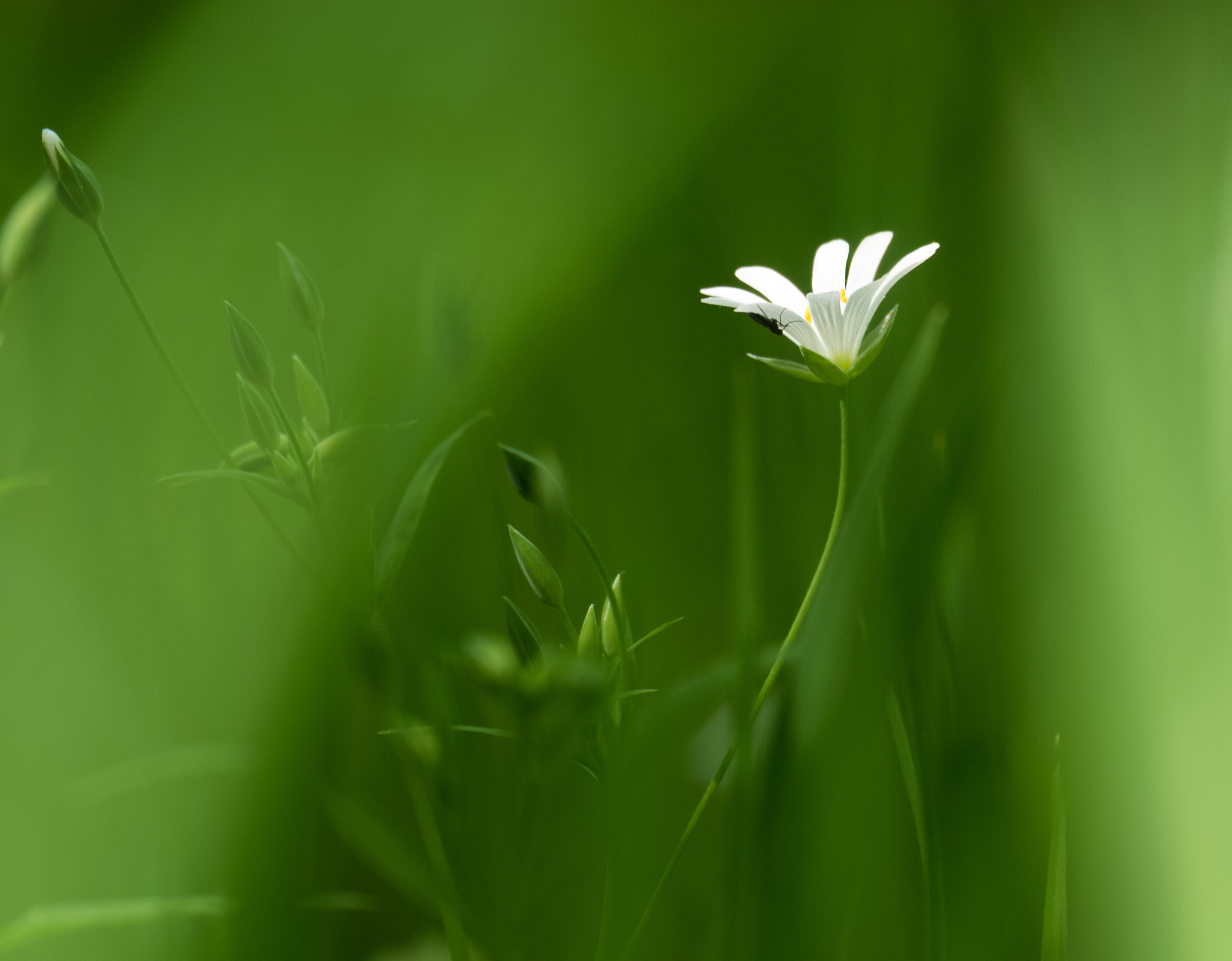Fujifilm X-A2 + Fujifilm XC 50-230mm F4.5-6.7 OIS II sample photo. Dscf2346.jpg photography