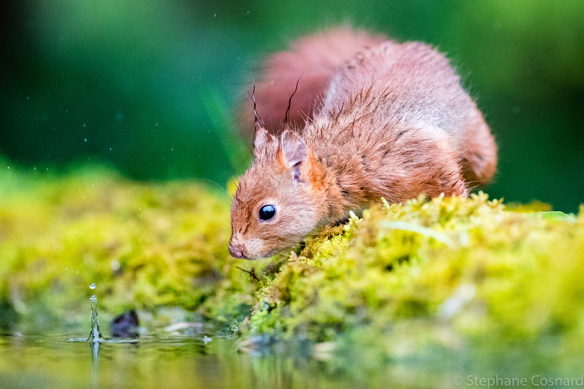 Nikon AF-S Nikkor 300mm F2.8G ED VR II sample photo. Looking a water drop photography