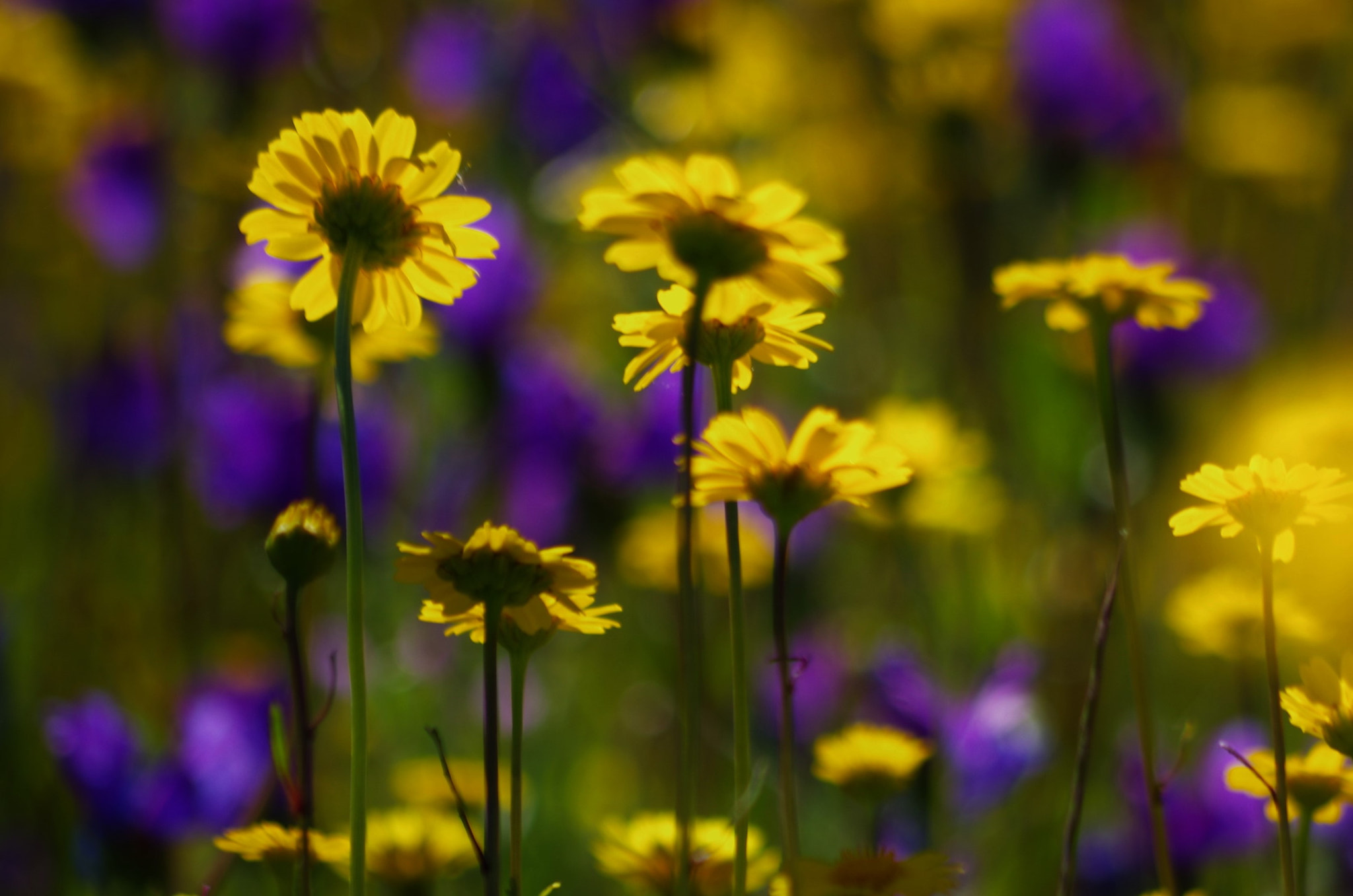 HD Pentax DA 55-300mm F4.0-5.8 ED WR sample photo. Clarinha photography