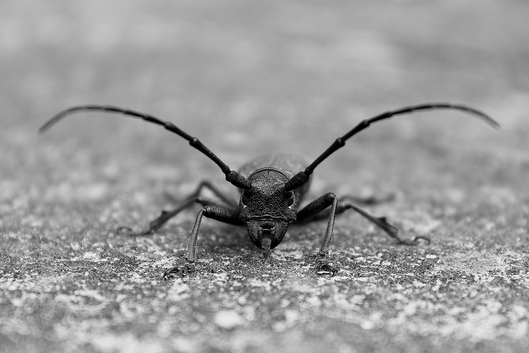 Canon EF-S 18-55mm F3.5-5.6 IS II sample photo. Cerambicide photography