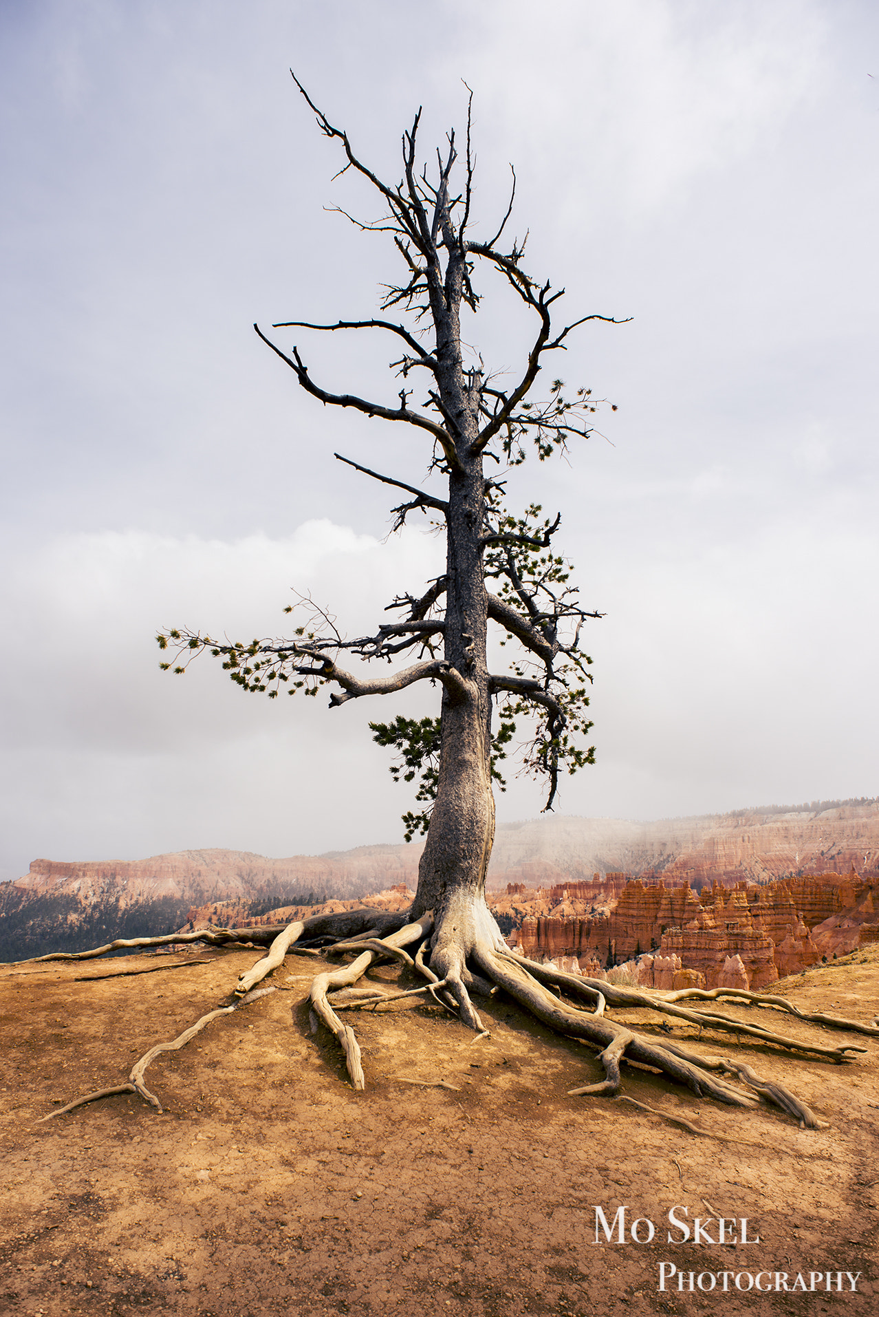 Nikon D600 + Nikon AF Nikkor 20mm F2.8D sample photo. Bryce tree. photography