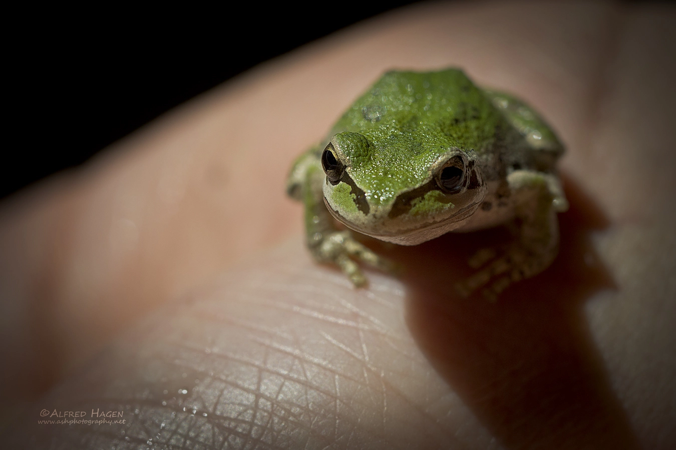 Canon EF 100mm F2.8L Macro IS USM sample photo. Prince charming photography