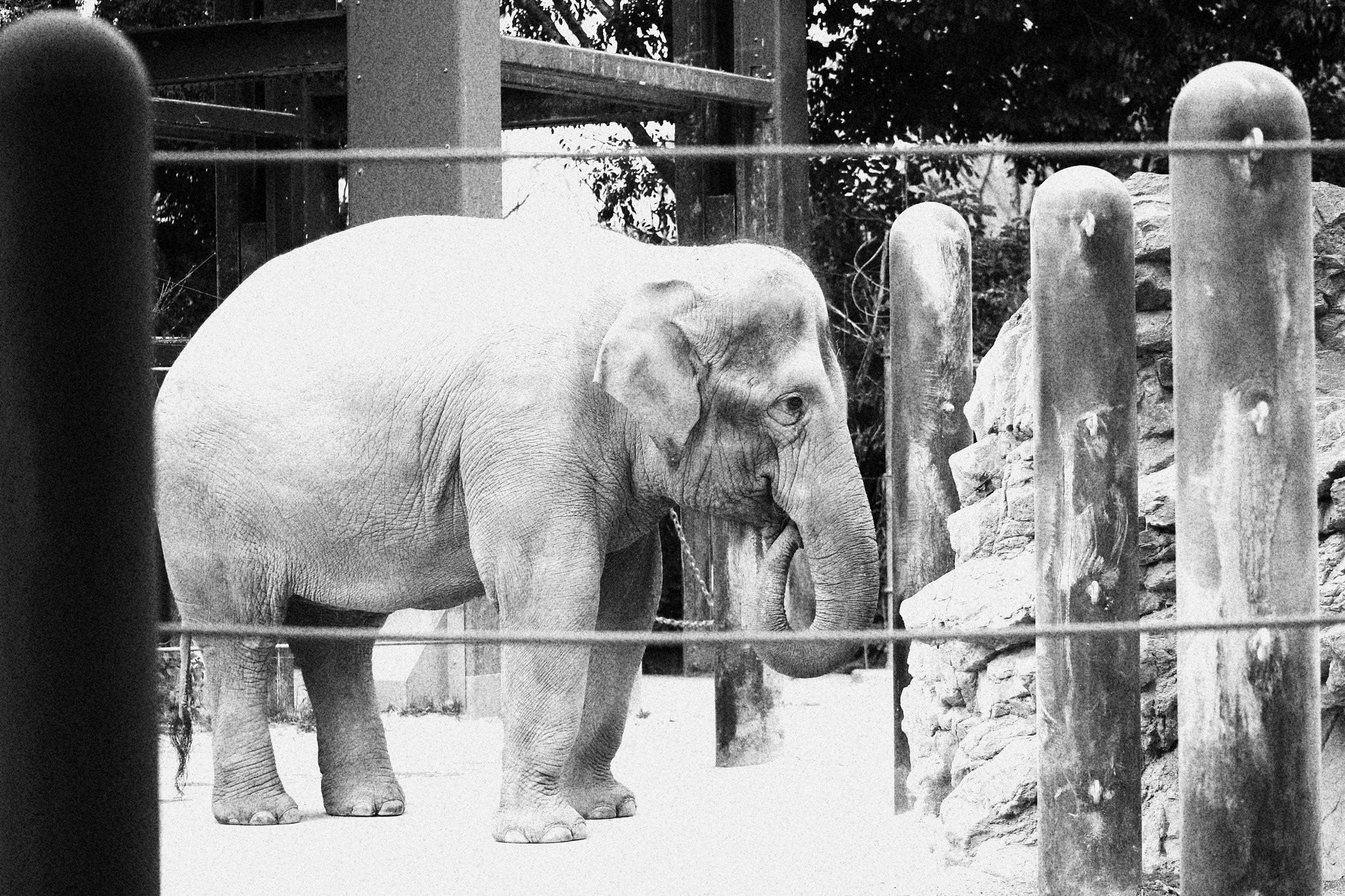 Tamron SP AF 60mm F2 Di II LD IF Macro sample photo. Asian elephant photography