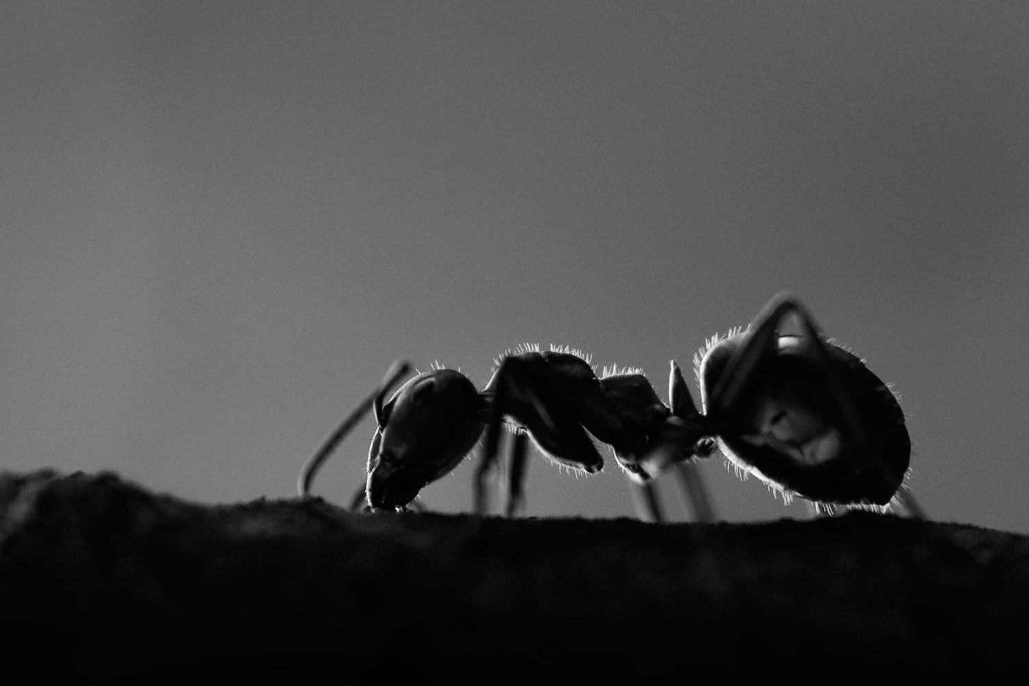 Tamron SP AF 180mm F3.5 Di LD (IF) Macro sample photo. Formicidae photography