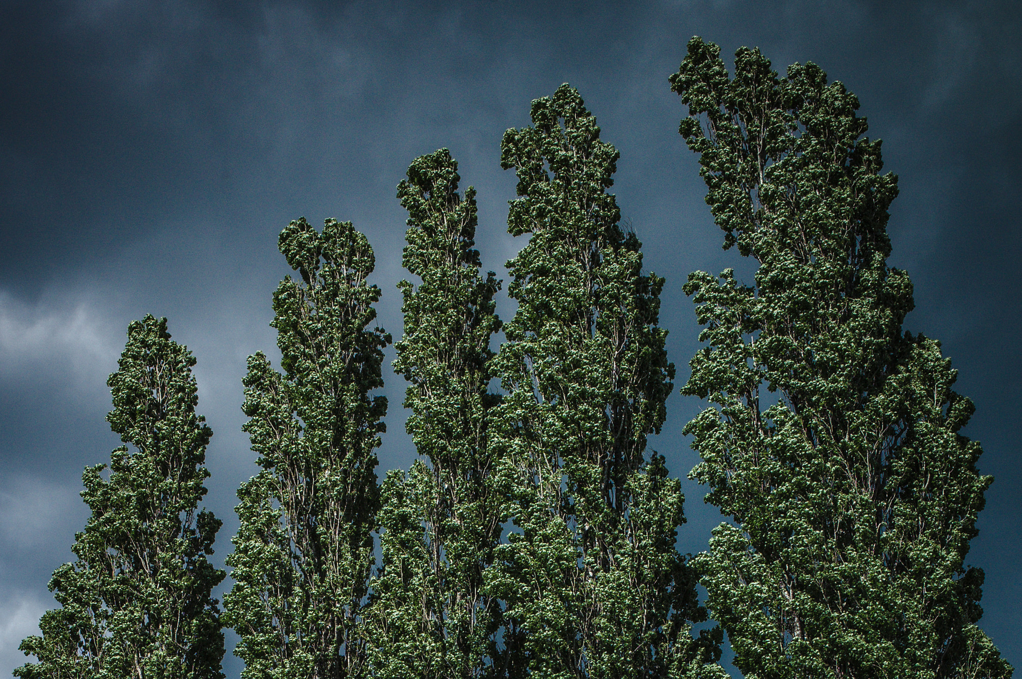 Leica M9 + Leica Summicron-M 28mm F2 ASPH sample photo. Poplar trees photography