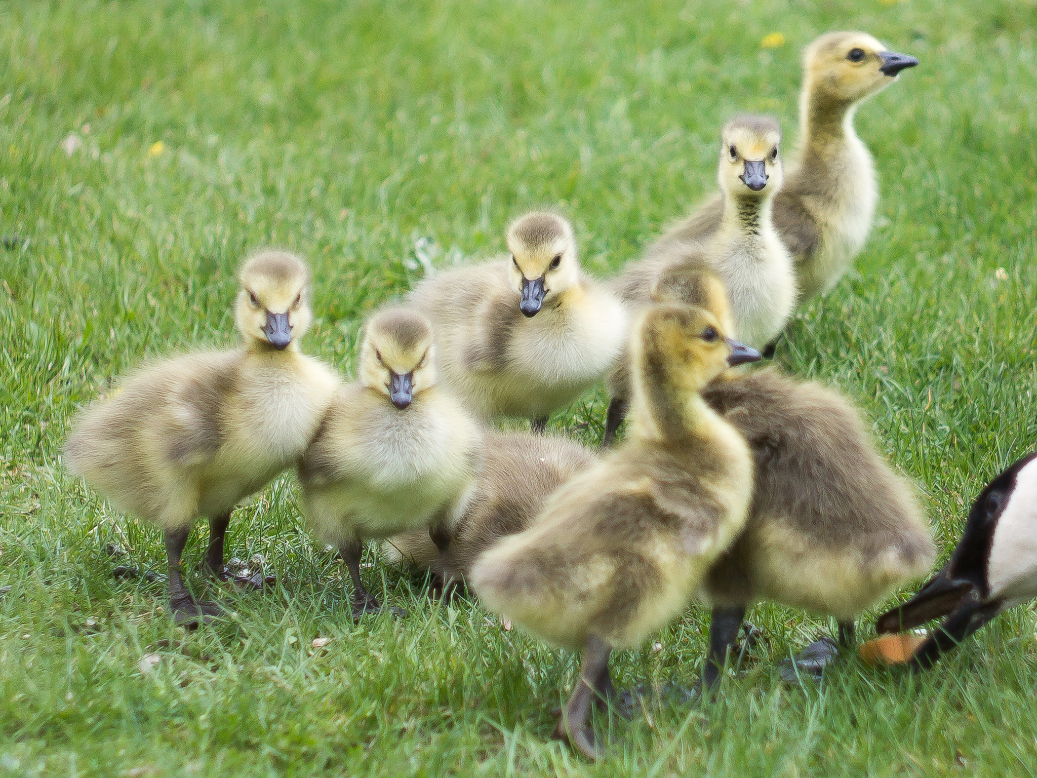 Canon EF 35-80mm f/4-5.6 sample photo. Family portrait photography