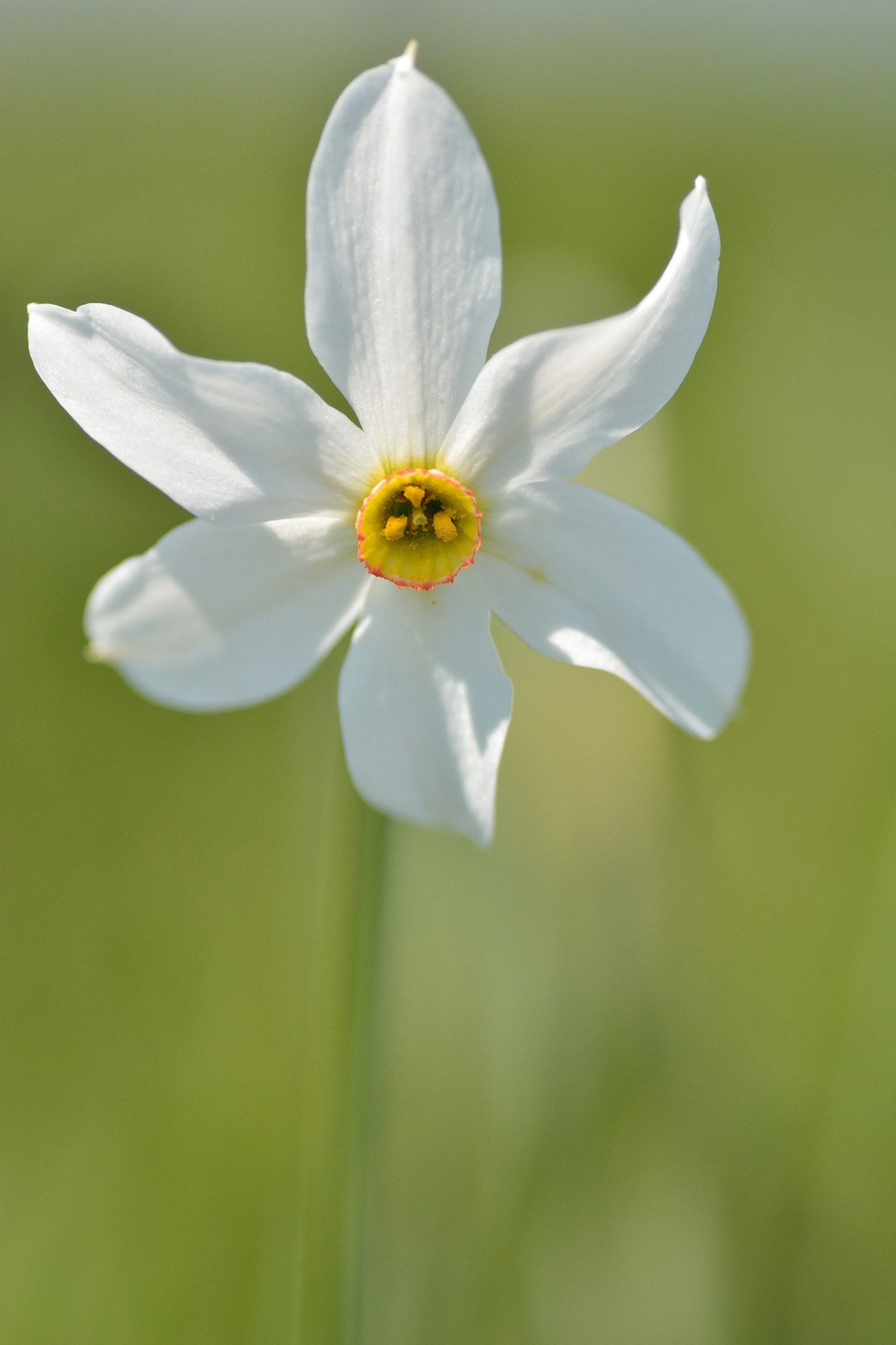 Nikon D7100 + Sigma 105mm F2.8 EX DG Macro sample photo. Narciso selvatico photography