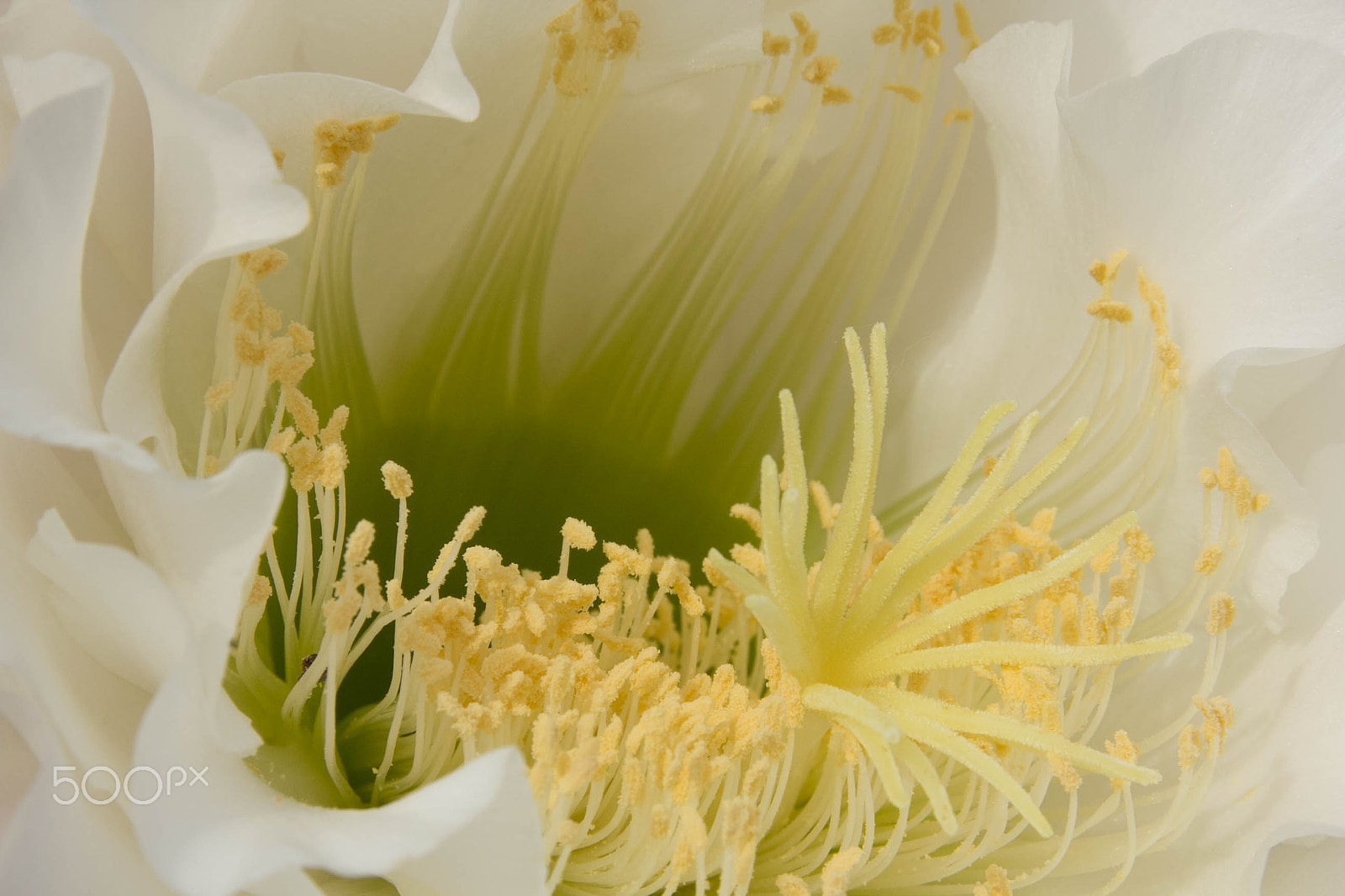 Canon EF 75-300mm F4.0-5.6 IS USM sample photo. Inside the flower photography