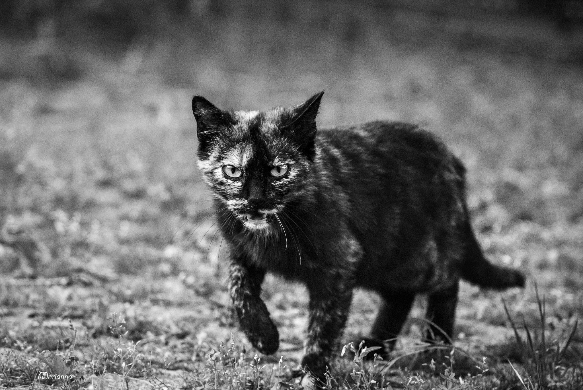 Sony Alpha DSLR-A200 sample photo. Meow photography