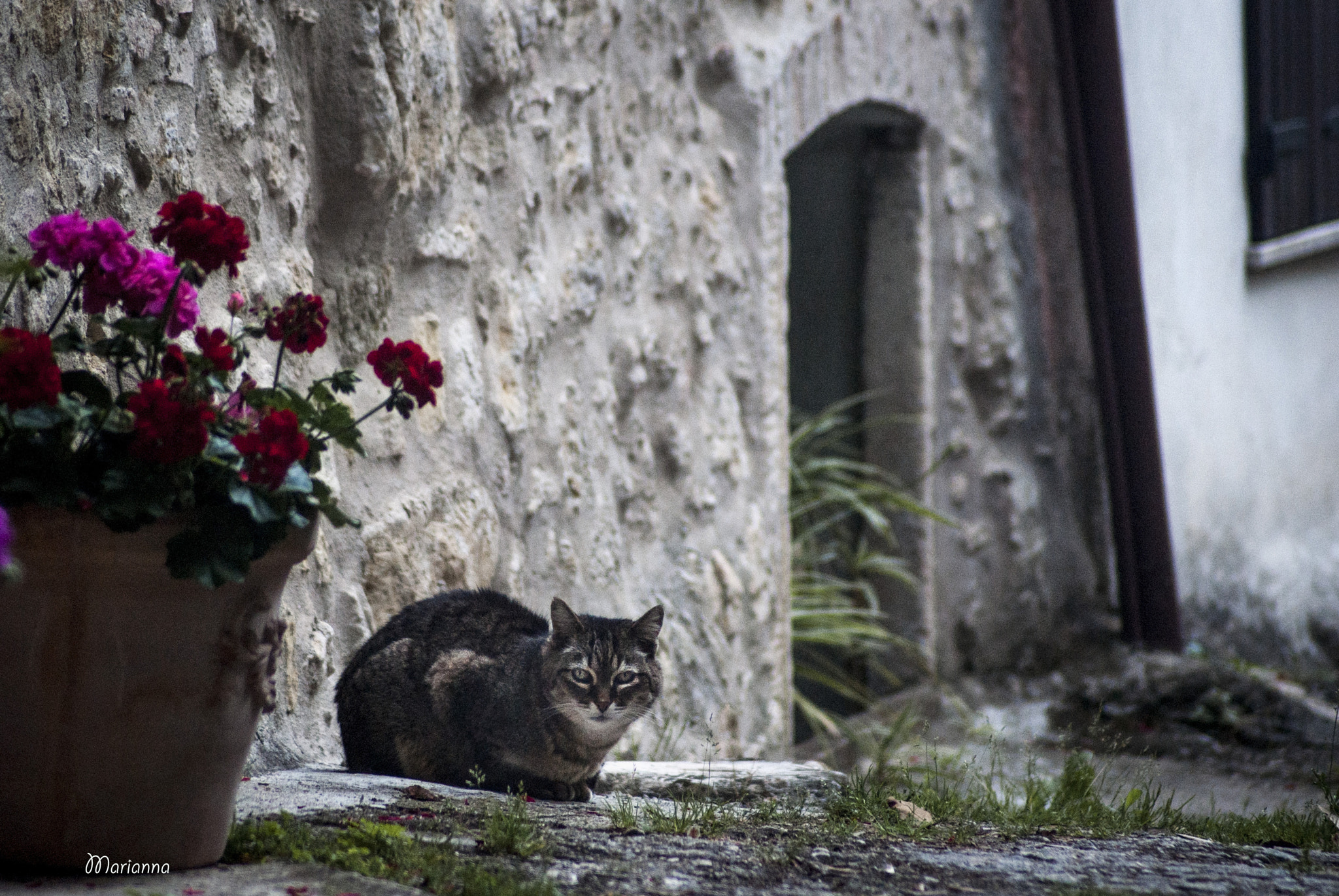 Sony Alpha DSLR-A200 sample photo. Romantic photography