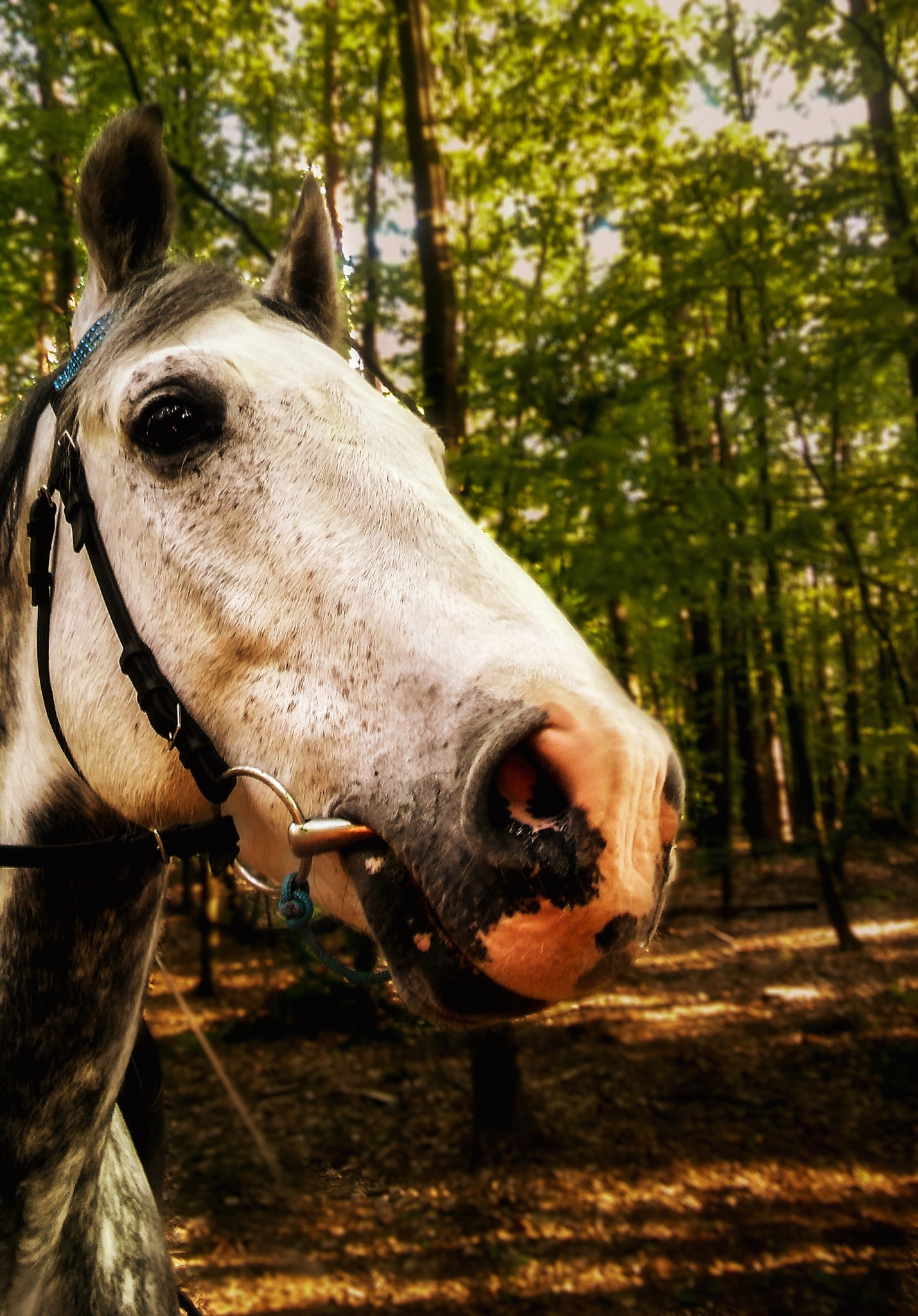 LG G4C sample photo. Met a horse... so... photography