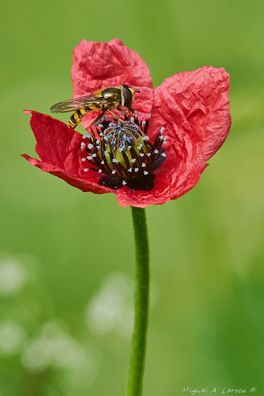 Sony ILCA-77M2 sample photo. Poppy and hoverfly photography