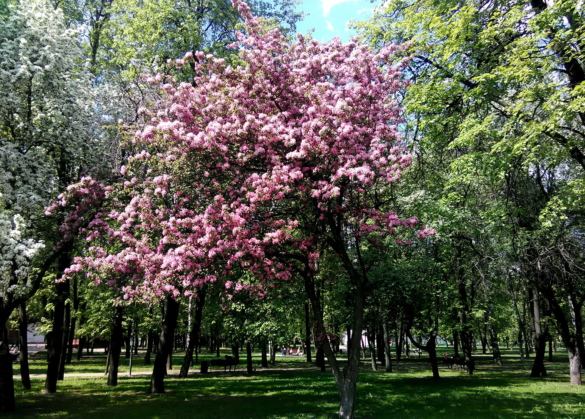 HUAWEI Y625-U32 sample photo. Наступившая весна... photography