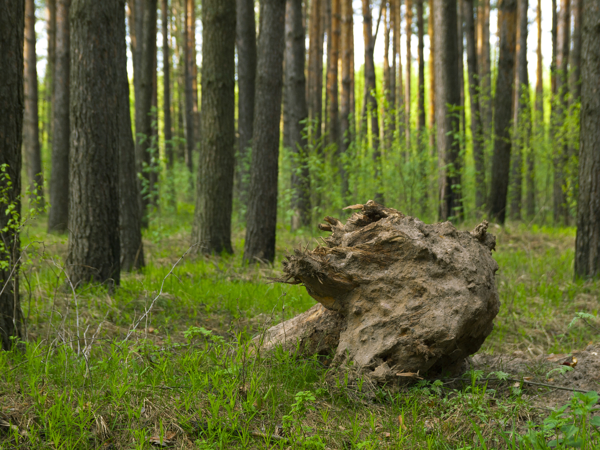 Olympus E-520 (EVOLT E-520) + SIGMA 18-50mm F2.8 DC sample photo. Magic forest photography