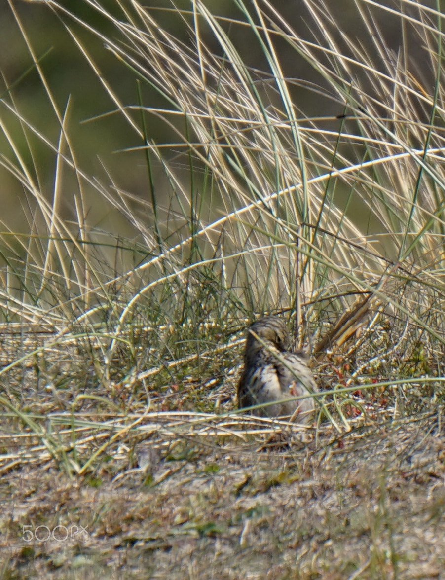Sony Alpha a5000 (ILCE 5000) sample photo. Sandpiper photography
