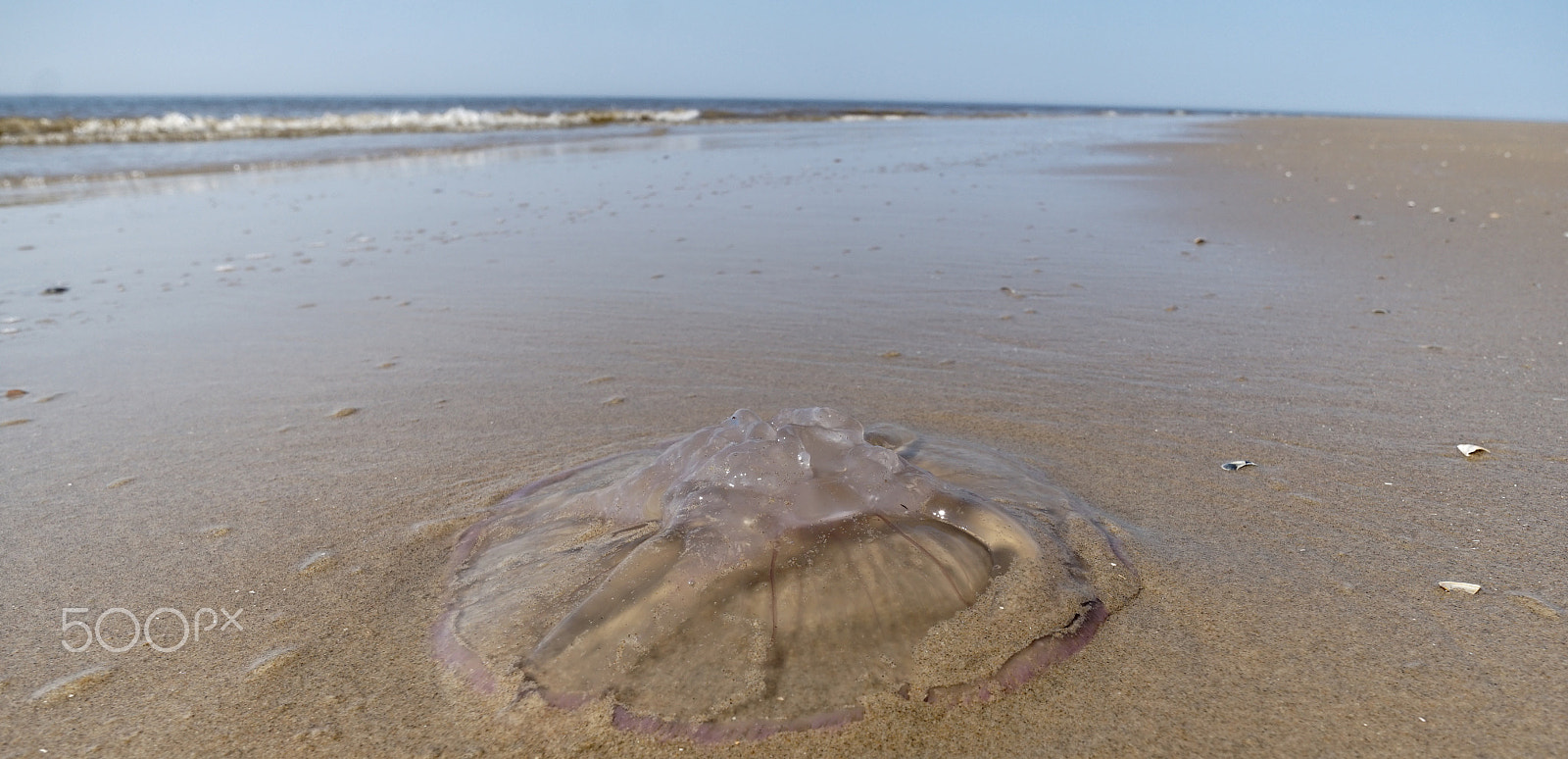 Sony Alpha a5000 (ILCE 5000) + ZEISS Touit 12mm F2.8 sample photo. Jellyfish photography