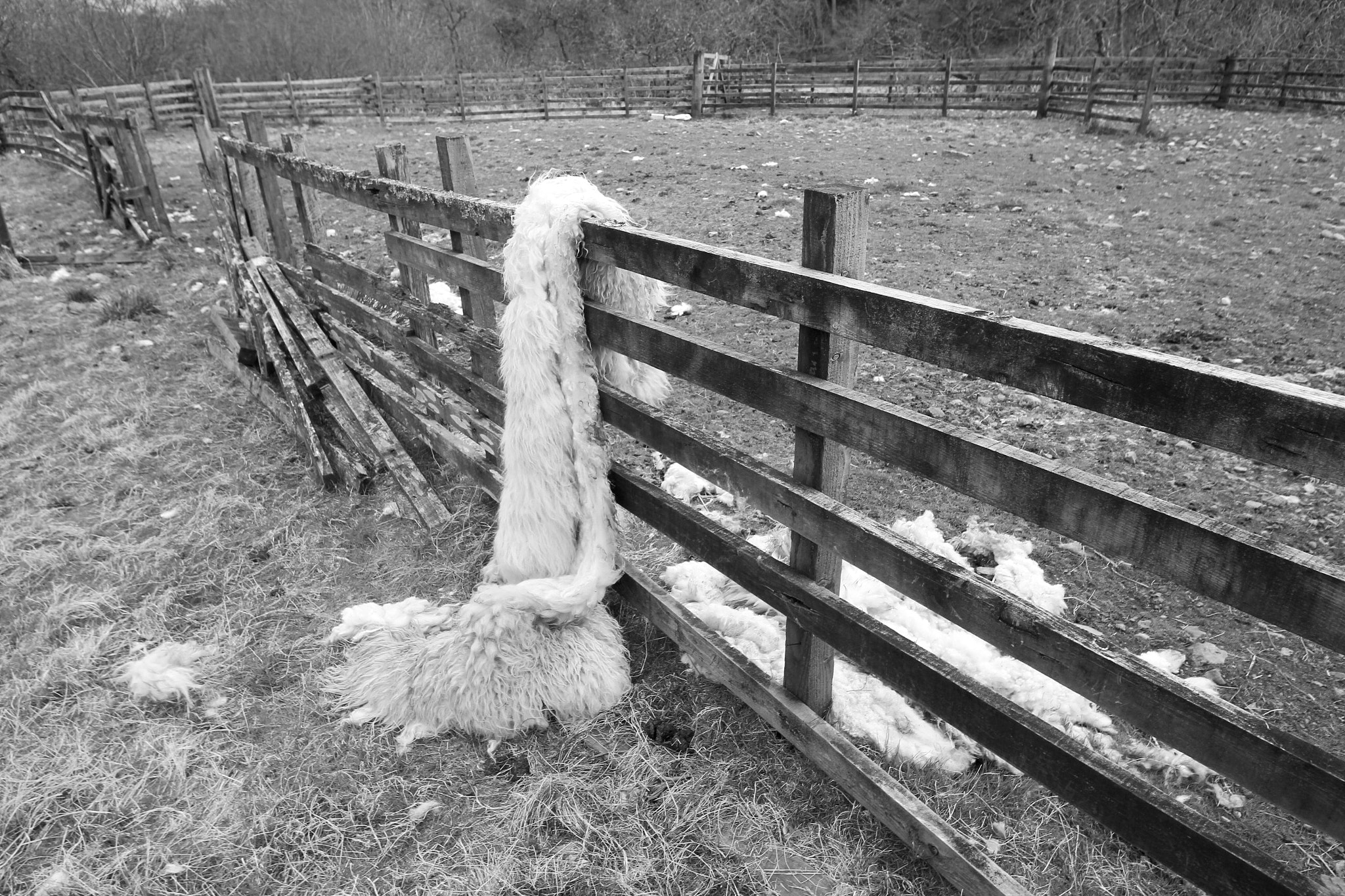 Canon 10-24mm sample photo. Sheepskin at inverskilavulin photography