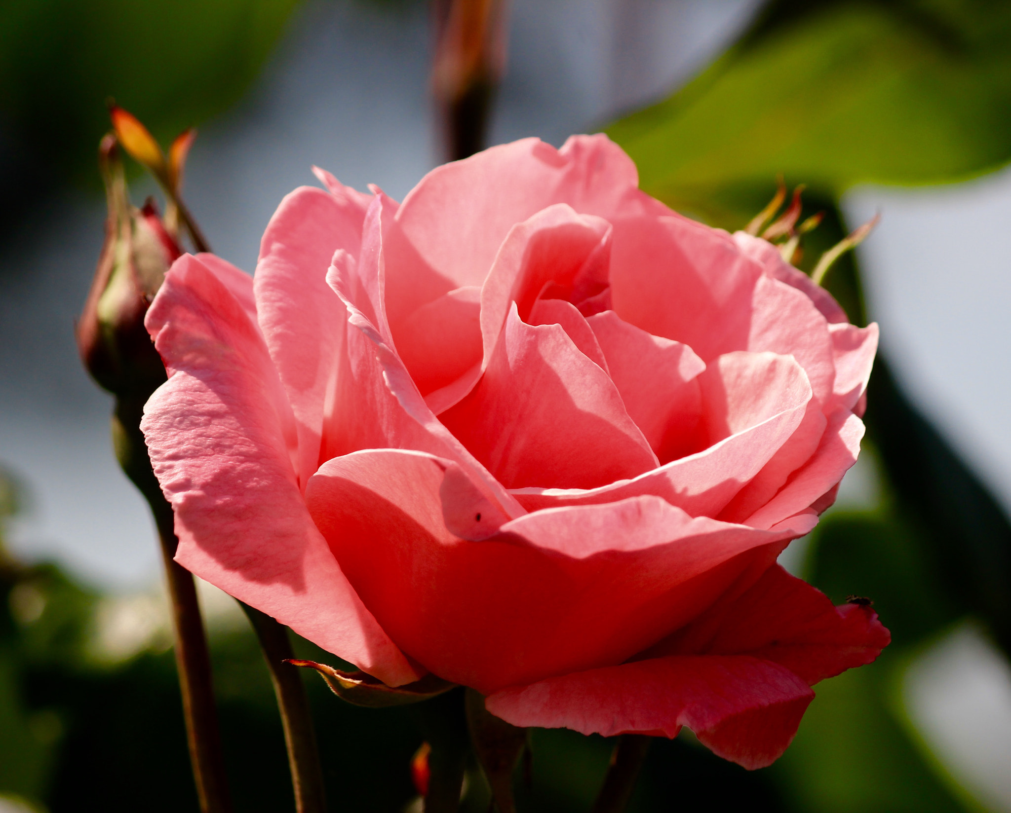 Canon EF-S 55-250mm F4-5.6 IS II sample photo