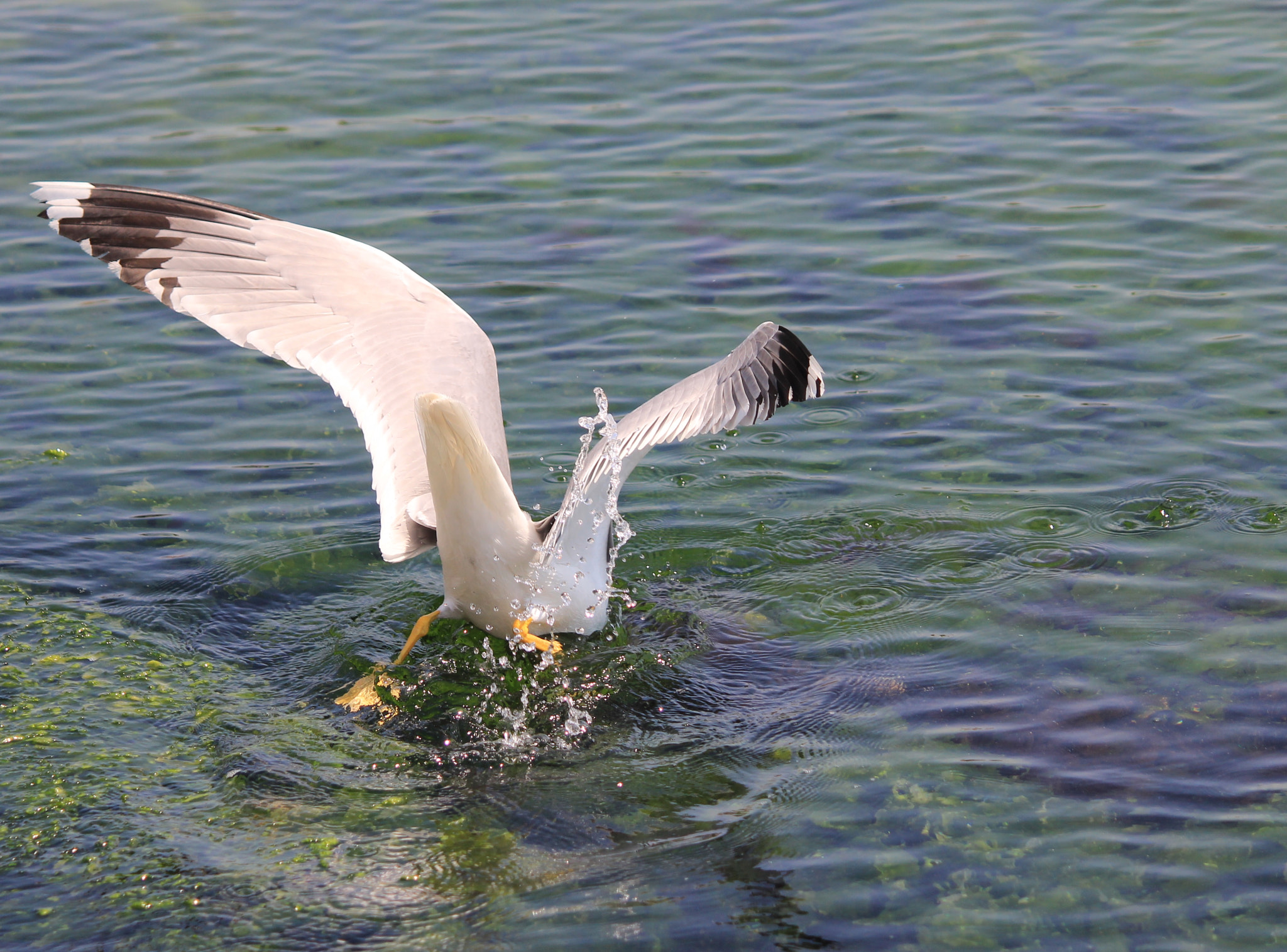 Canon EF-S 55-250mm F4-5.6 IS II sample photo