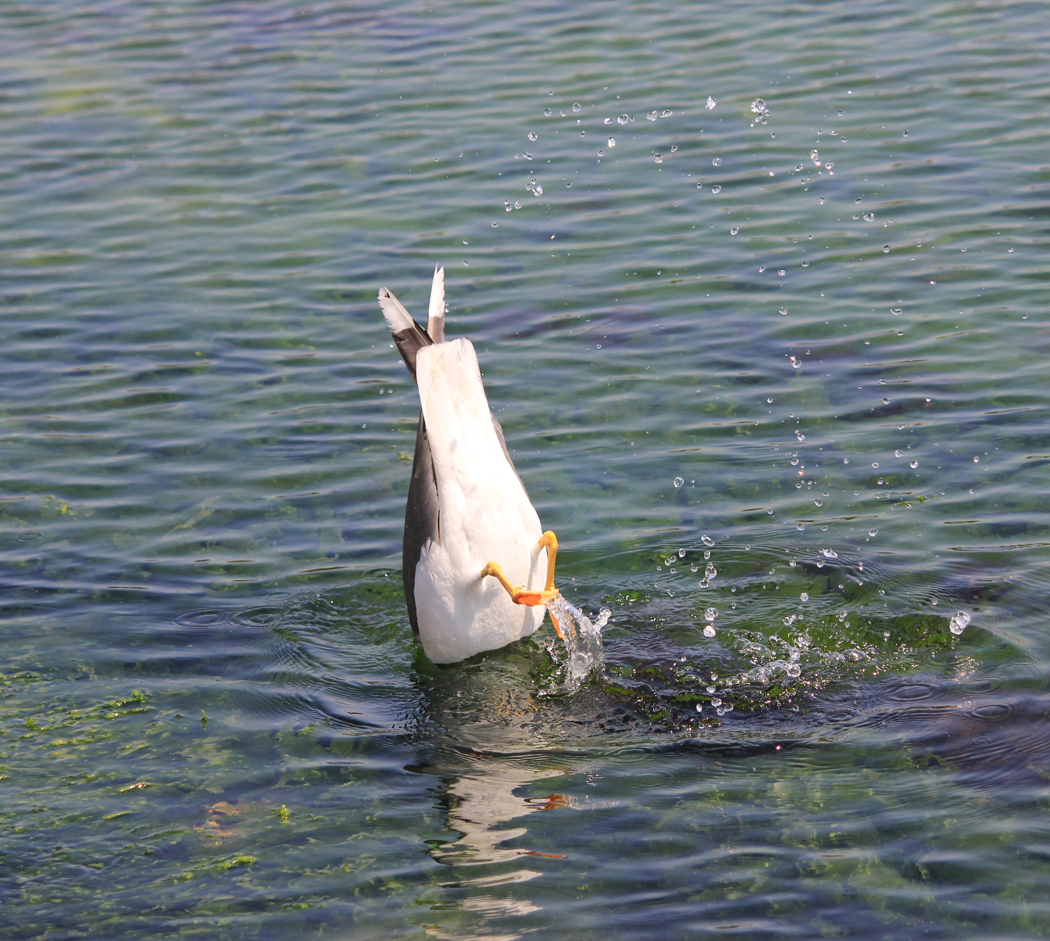 Canon EF-S 55-250mm F4-5.6 IS II sample photo