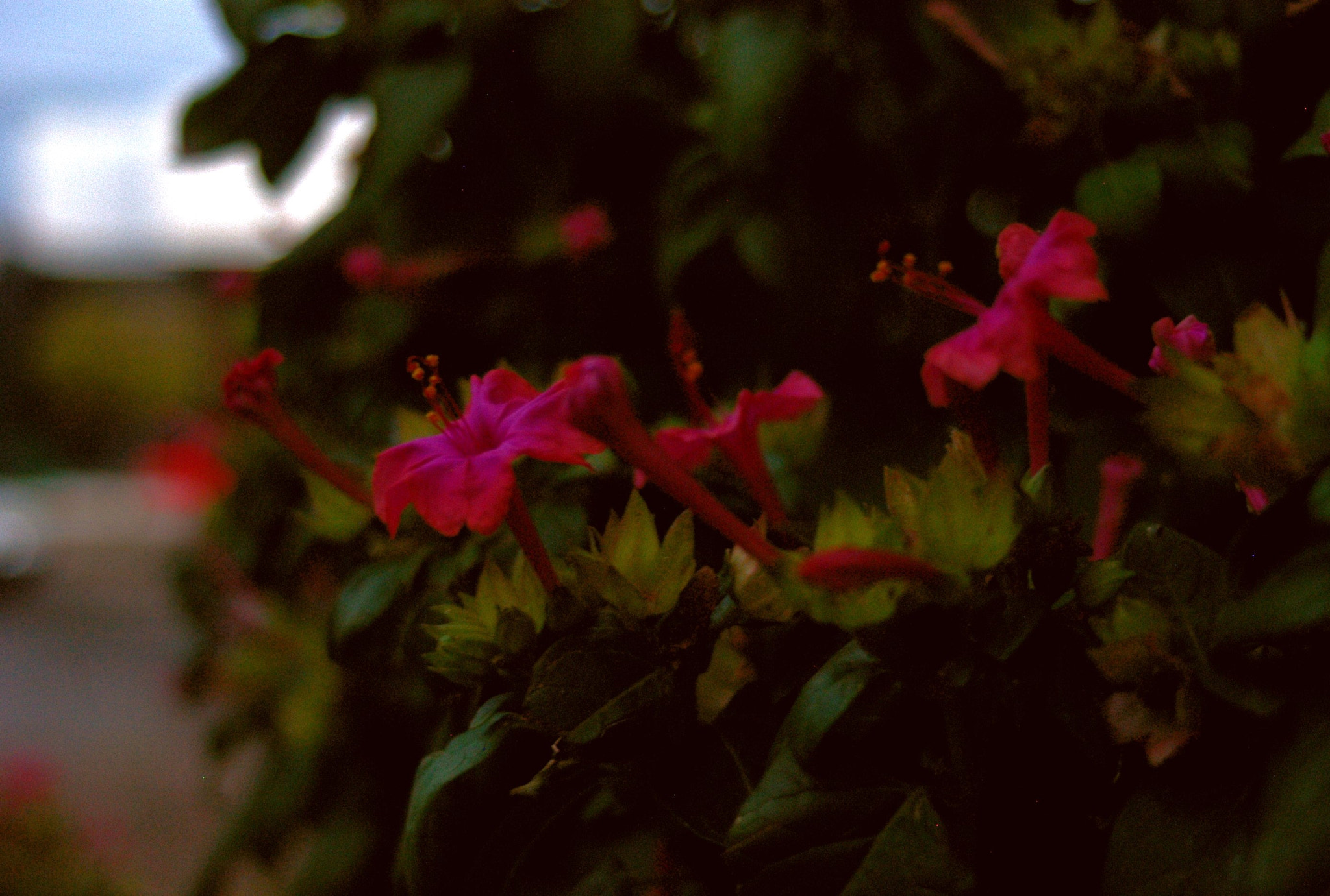 Nikon D100 sample photo. Les fleurs photography