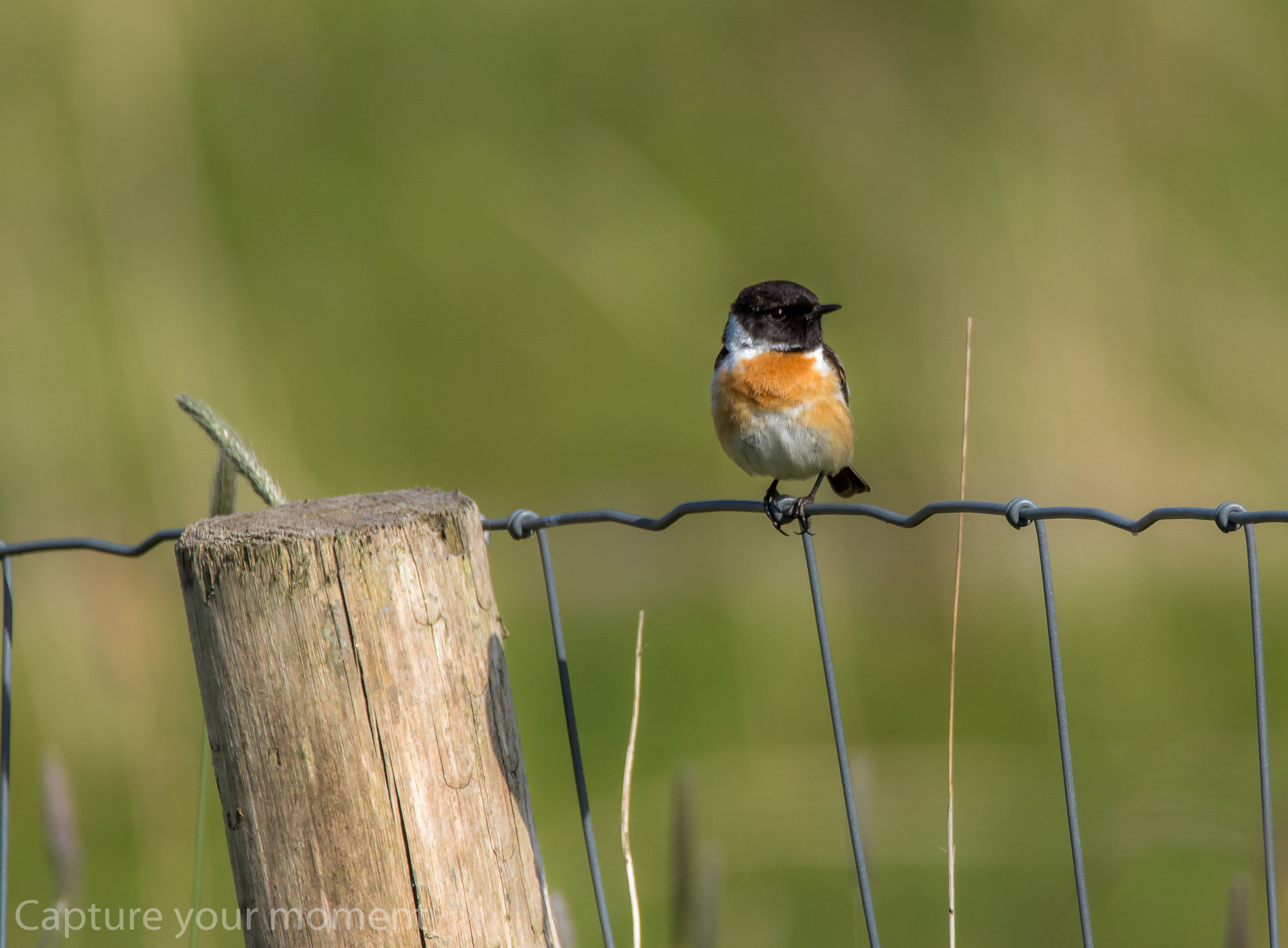 Sigma 150-600mm F5-6.3 DG OS HSM | C sample photo. Little friend  photography