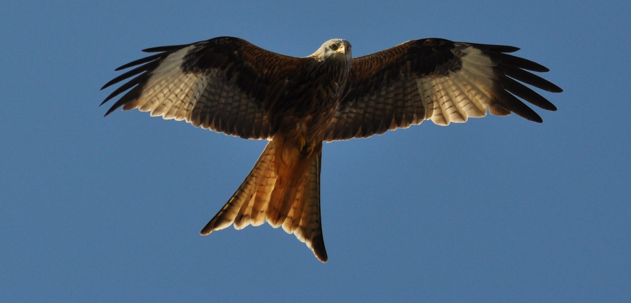 Nikon AF-S Nikkor 200-500mm F5.6E ED VR sample photo. Fotos  peter in  wiesendangen  1.5.2016   mai photography