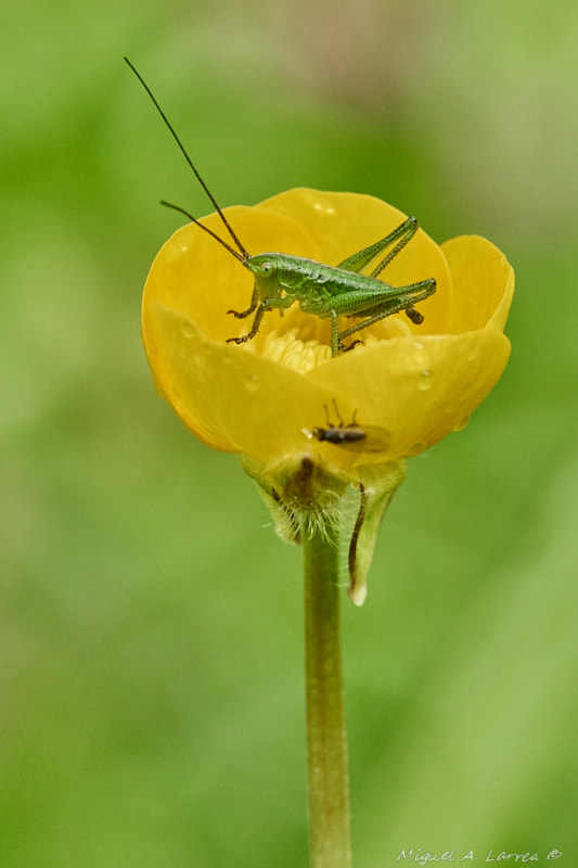 Sony ILCA-77M2 sample photo. Tiny grasshopper photography
