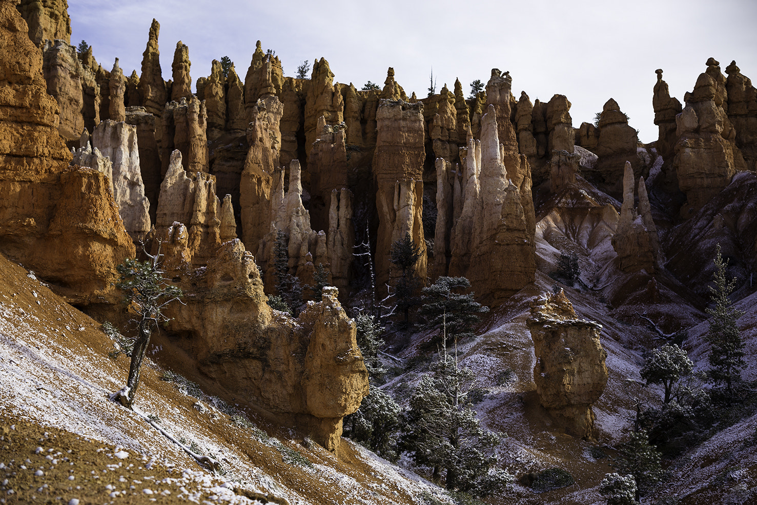 Canon EOS 6D + ZEISS Milvus 50mm F1.4 sample photo. Winter wonderland photography