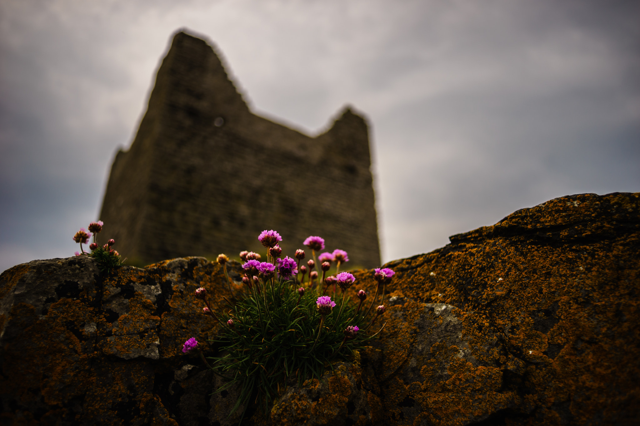 Sony a7 + Sony 28mm F2.8 sample photo. Flowers and castle easky, ireland photography