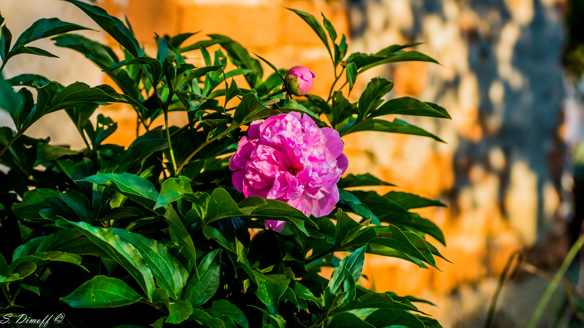 Tamron SP 70-300mm F4-5.6 Di USD sample photo